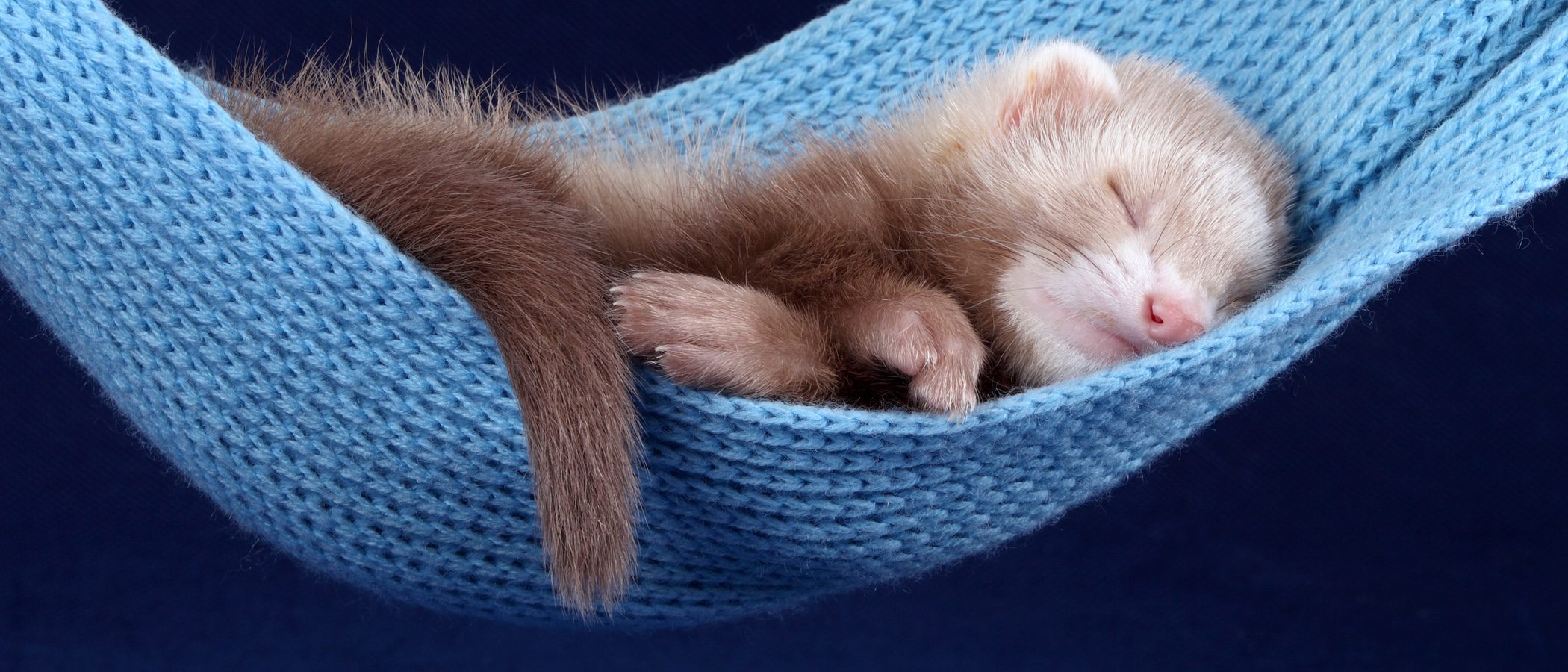 Hurones como mascota: Conoce todo sobre ellos