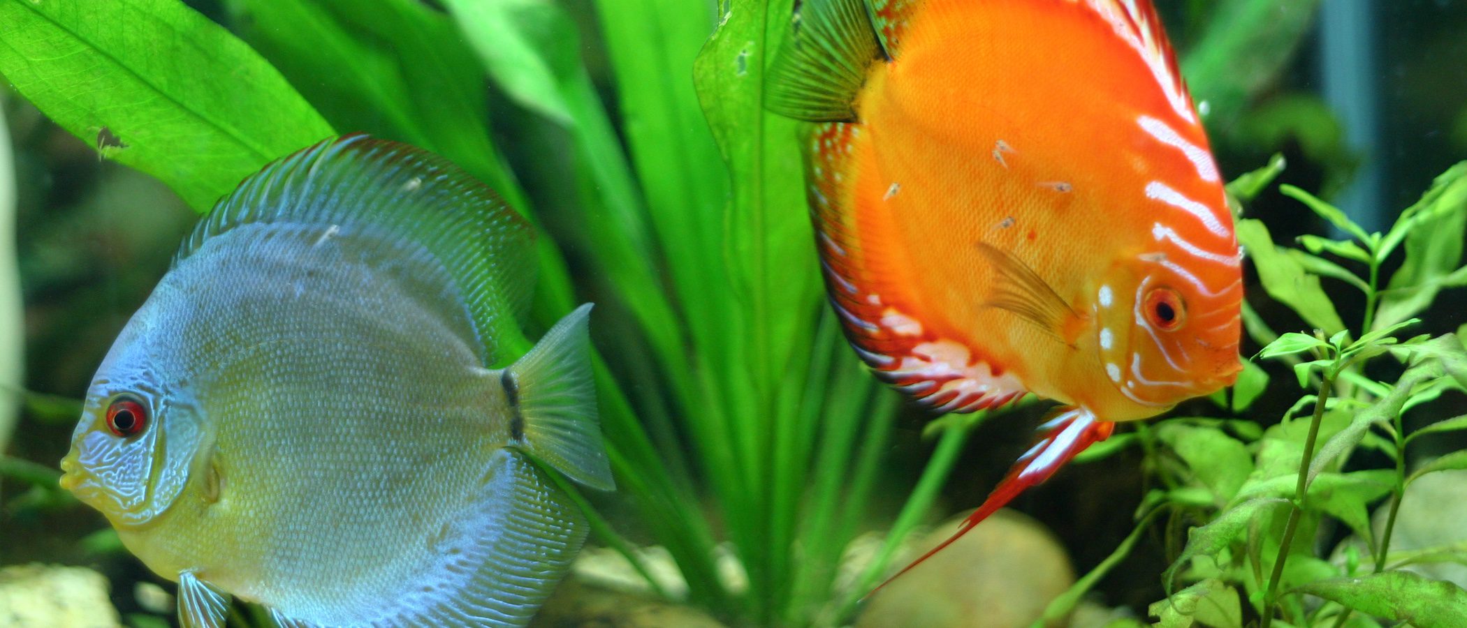 ¿Cuáles son los mejores peces de agua fría?