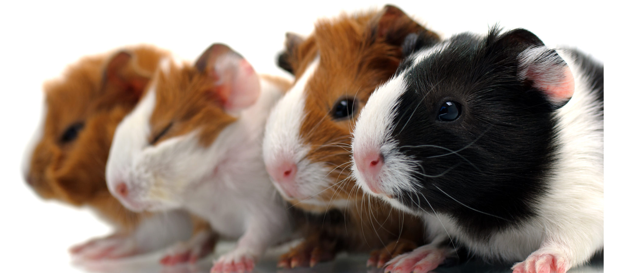 Cobayas como mascota: Conoce todo sobre ellas