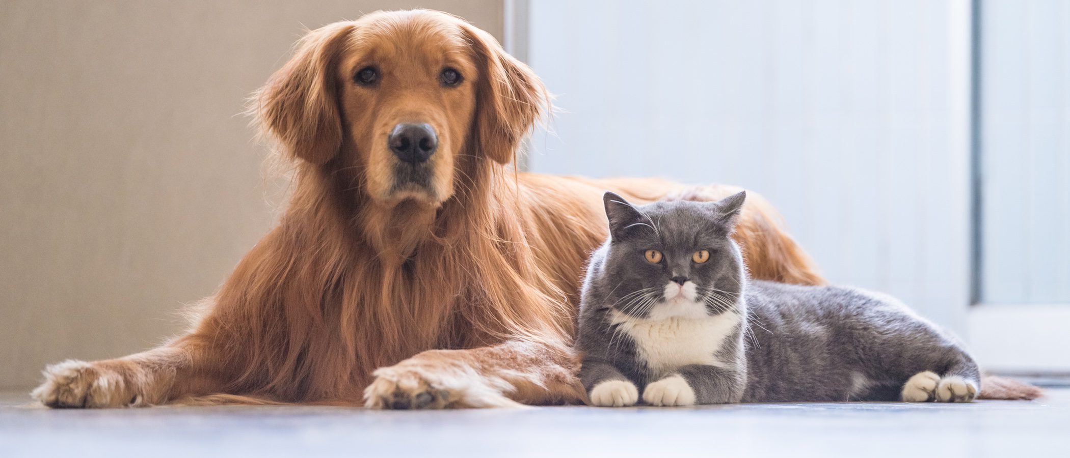 Las cinco enfermedades de piel que más suelen afectar a nuestras mascotas