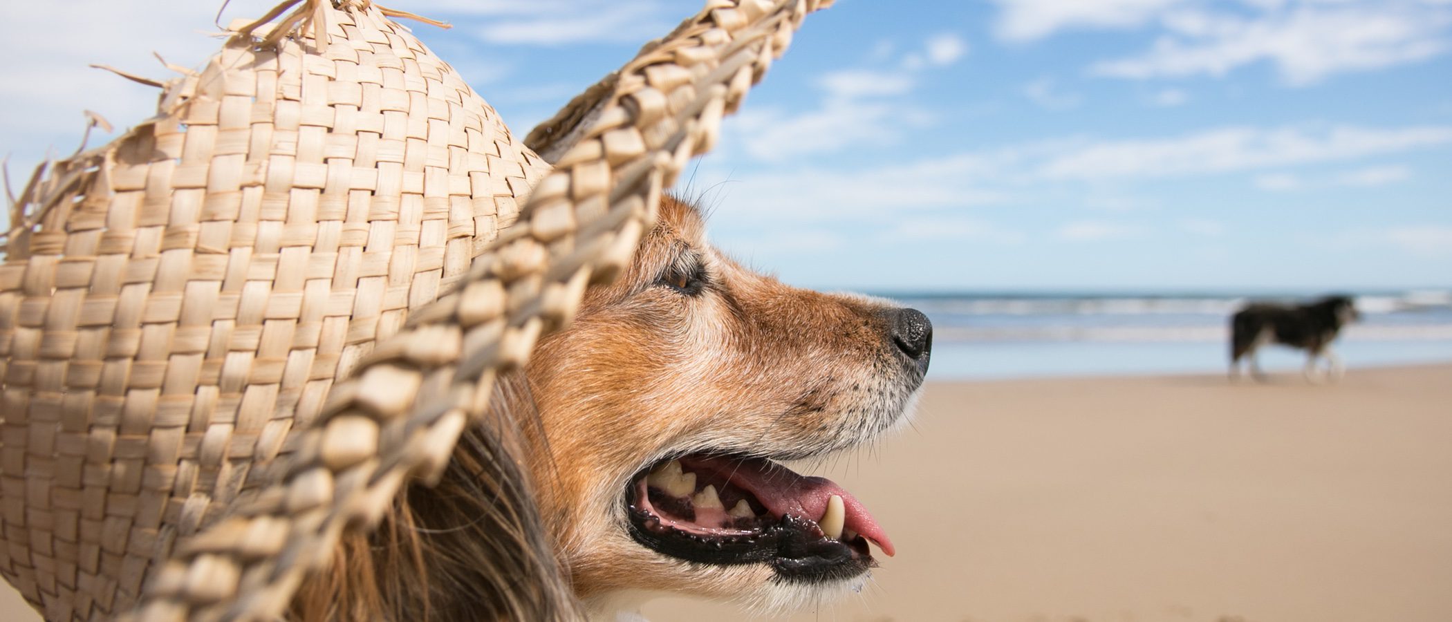 Los perros también disfrutan de él, ¿por qué les encanta tomar el sol?