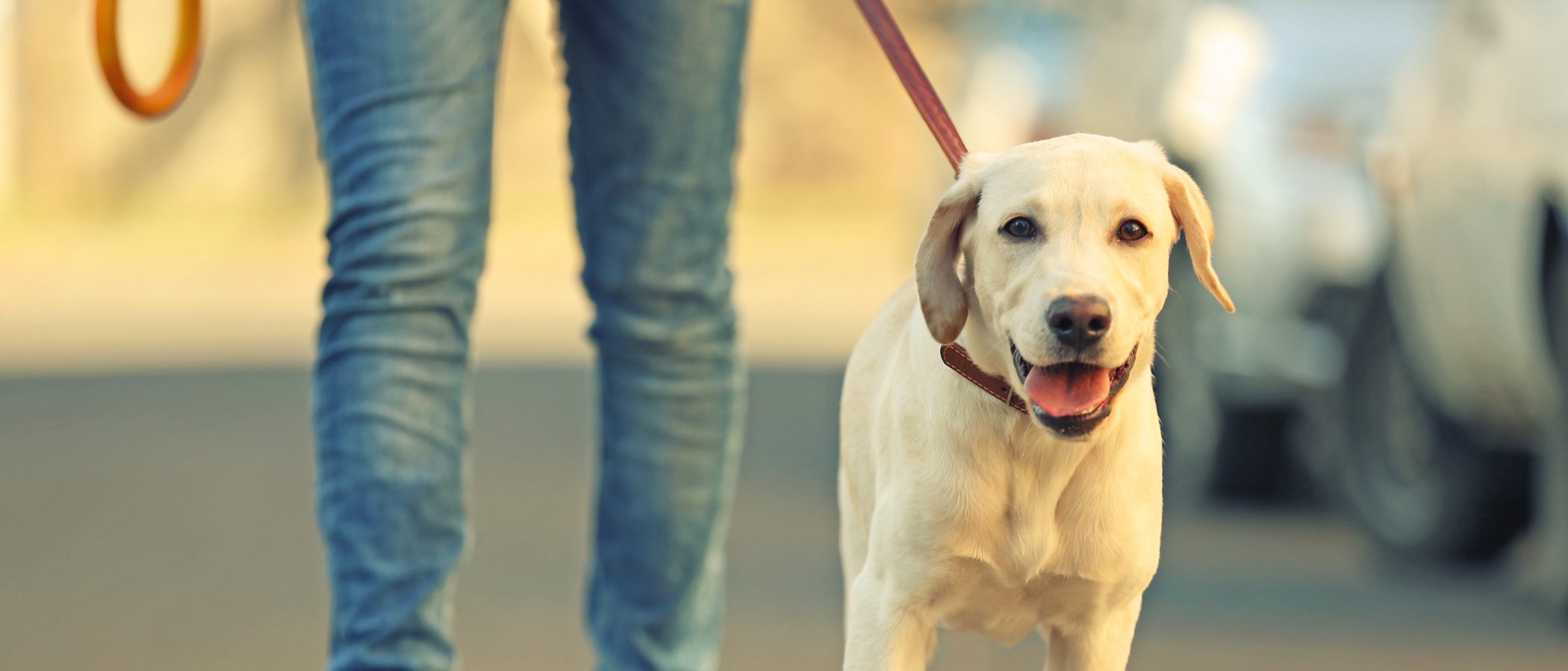 Placa de geolocalización: Qué hacer si tu perro se extravía