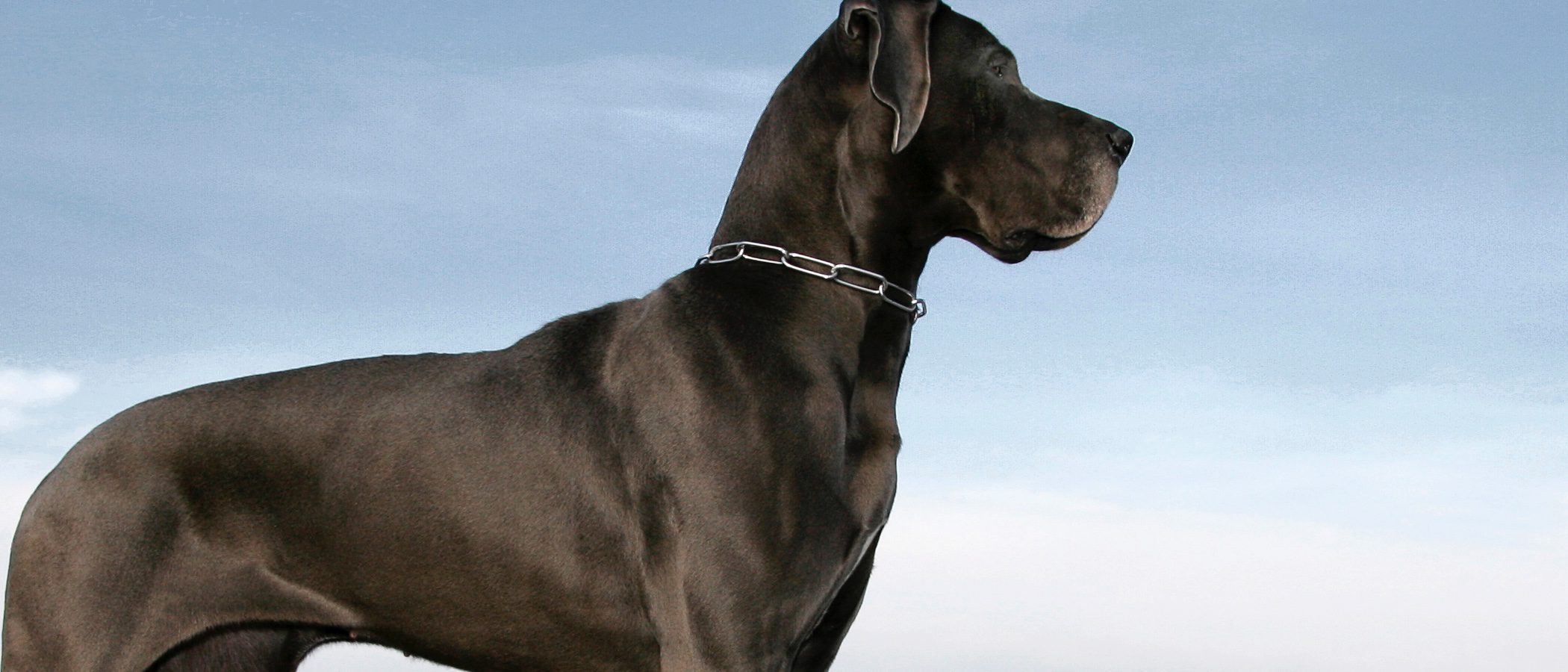Pequeño diccionario de términos caninos