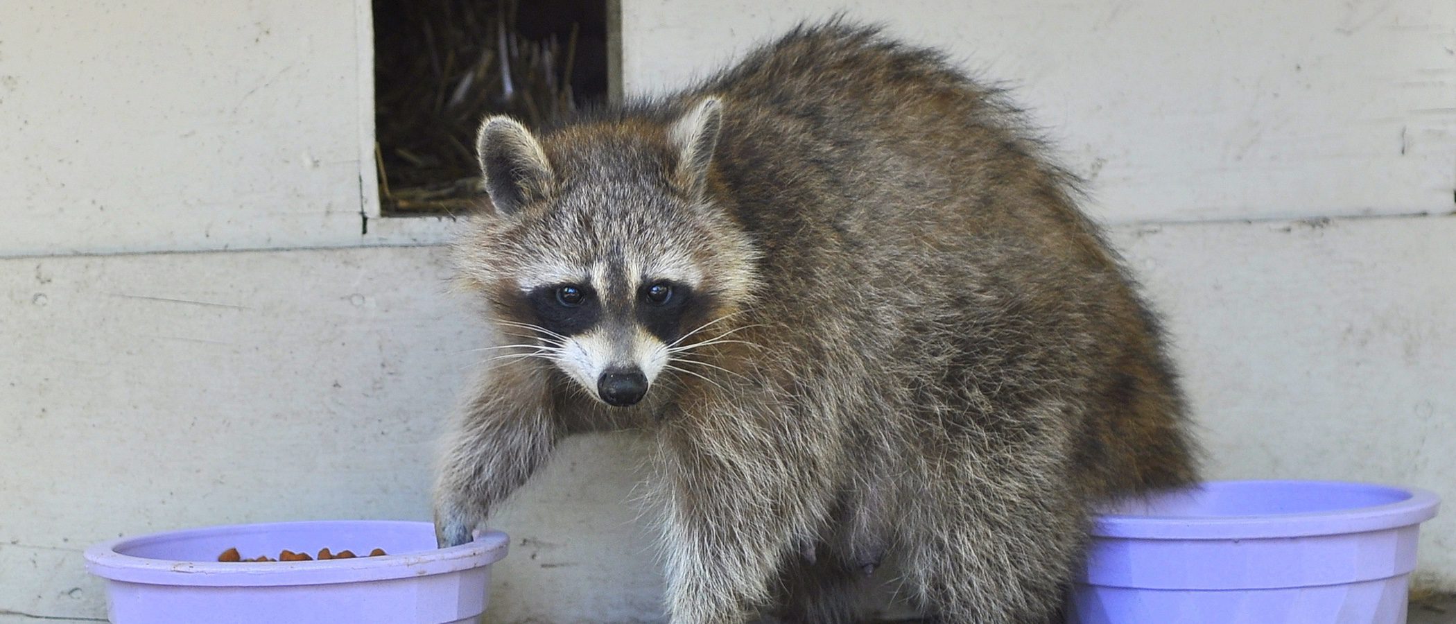 Las mascotas exóticas pueden convertirse en especies invasoras