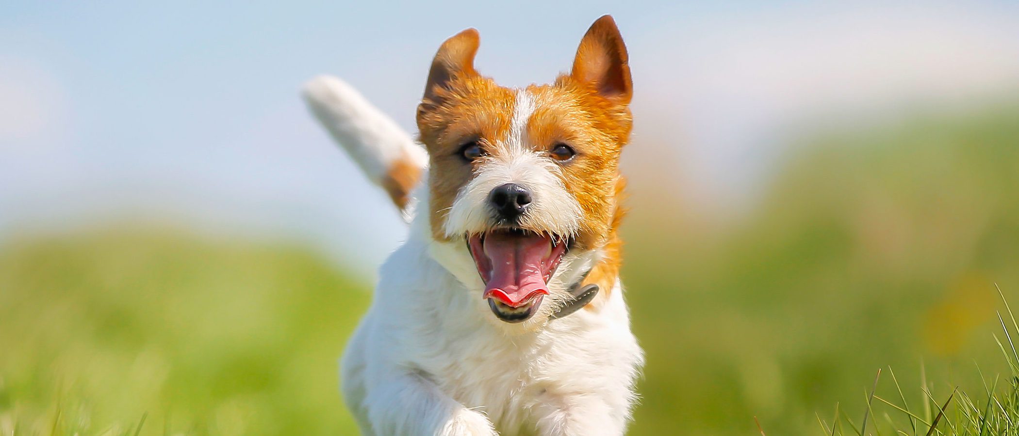 Conoce a tu perro según el movimiento de su cola