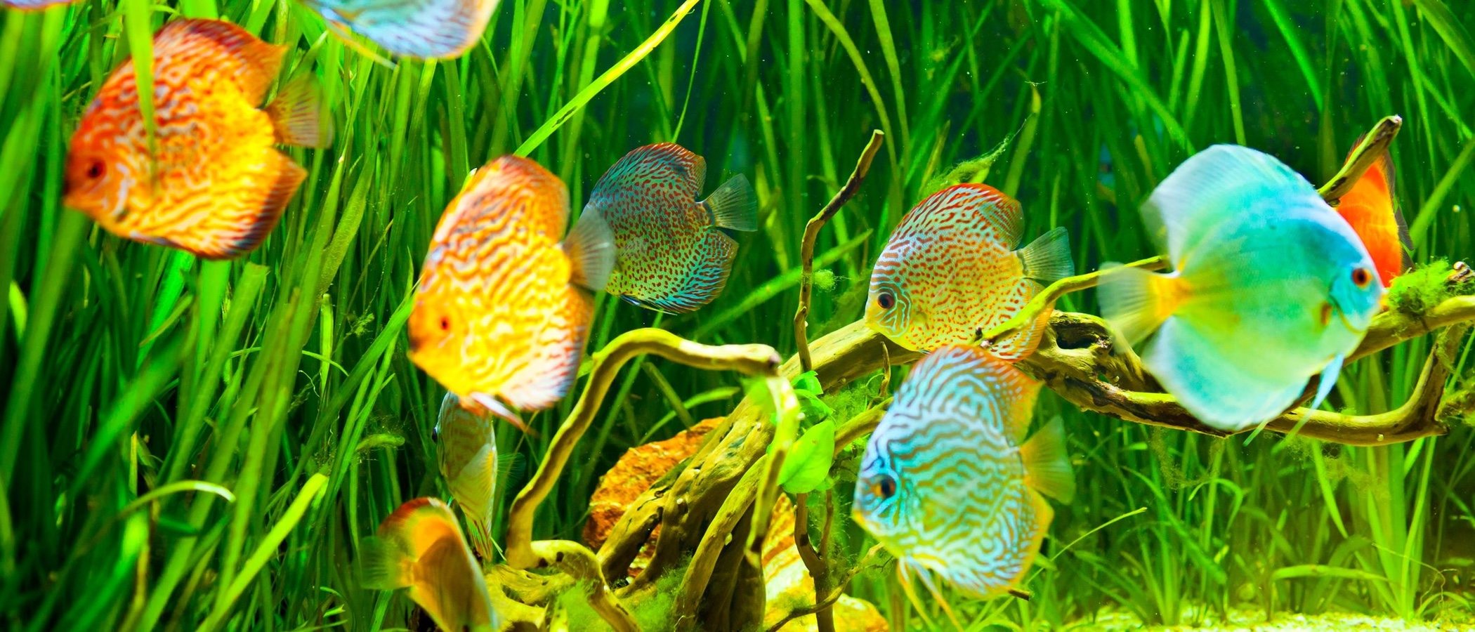 Tipos de alimentos para peces