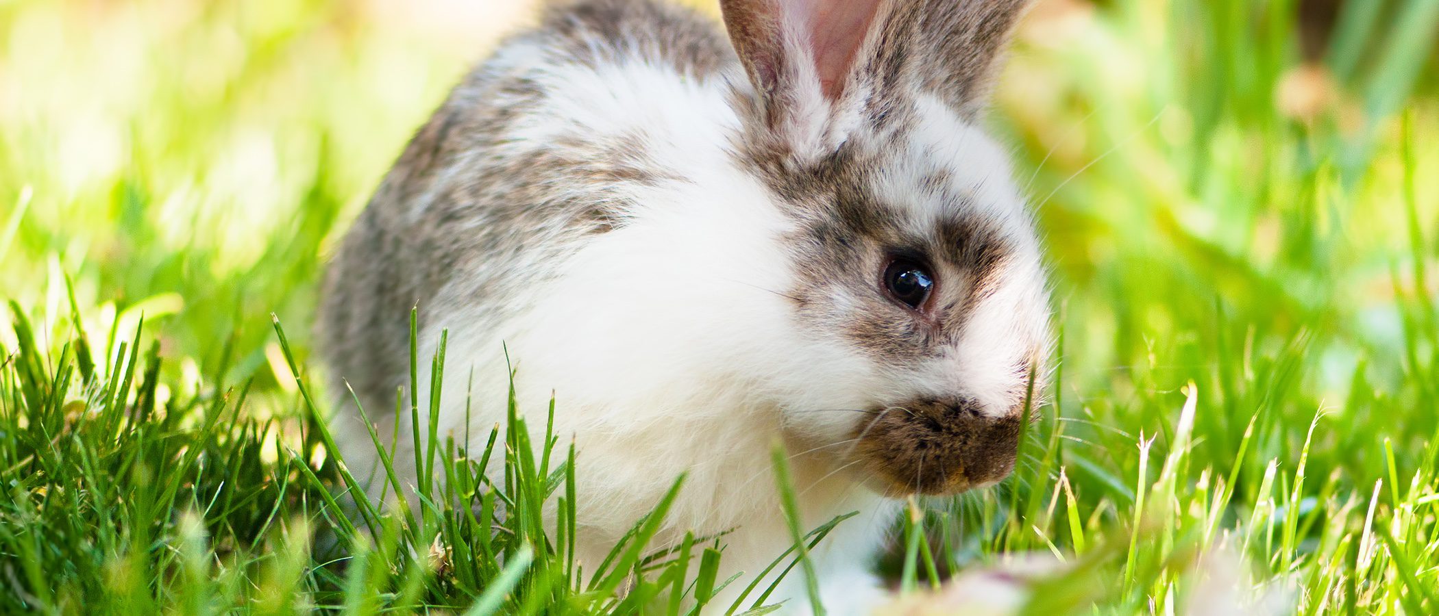 ¿Por qué los conejos no son roedores?
