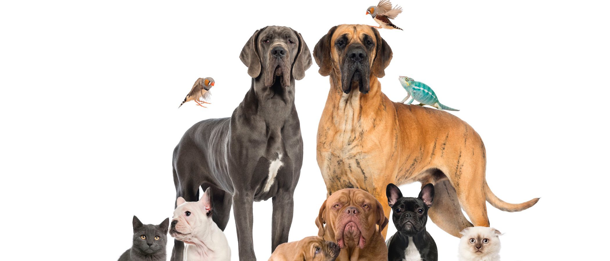 Síndrome de Noé: Acumulación excesiva de animales