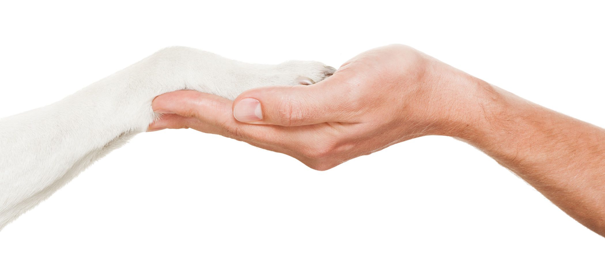 Cómo proteger las almohadillas de las patas de los perros