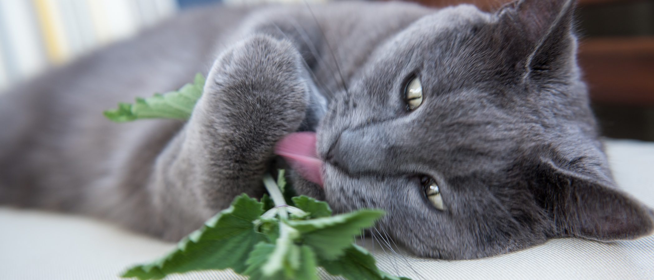 El catnip: La 'marihuana' para los gatos