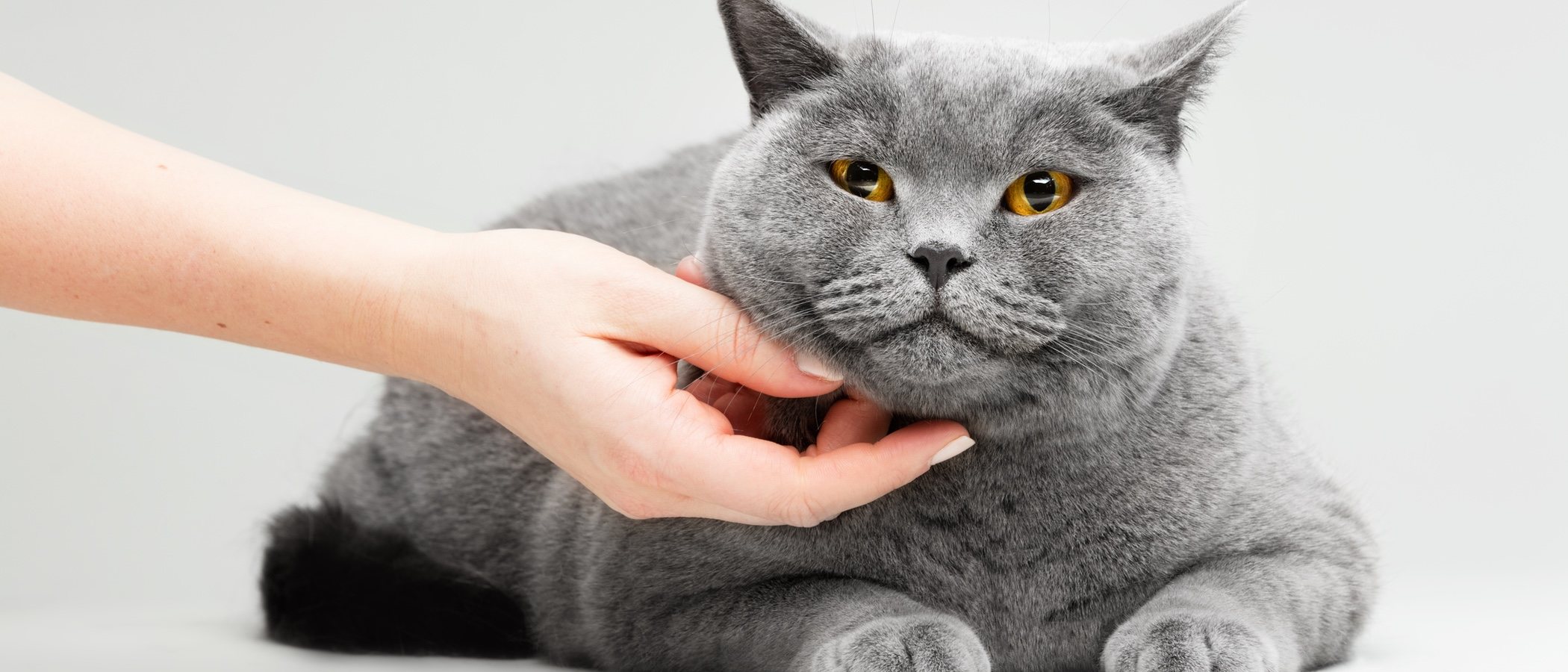 ¿Por qué ronronean los gatos?