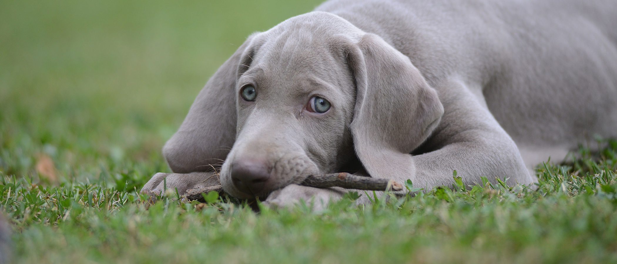Razas de perros: Weimaraner