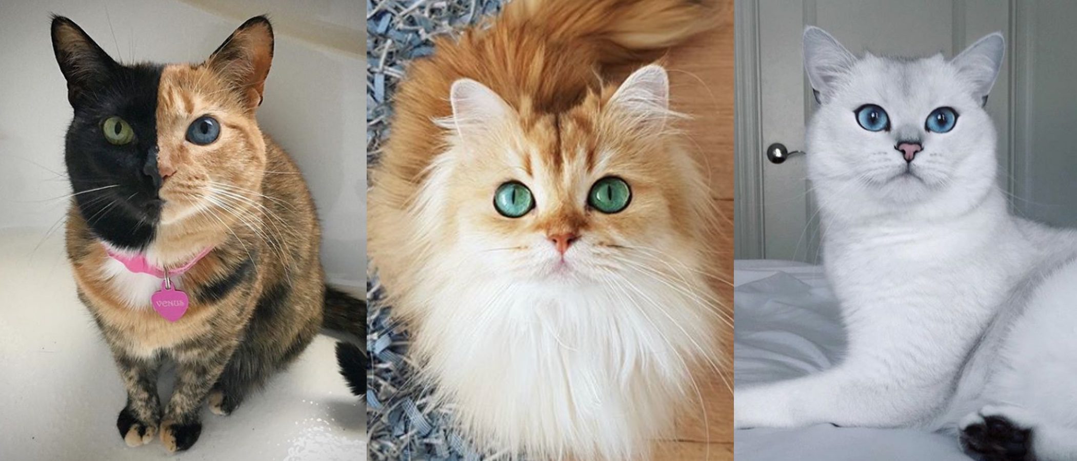 ¡Día Internacional del gato! Descubre los felinos más influencers