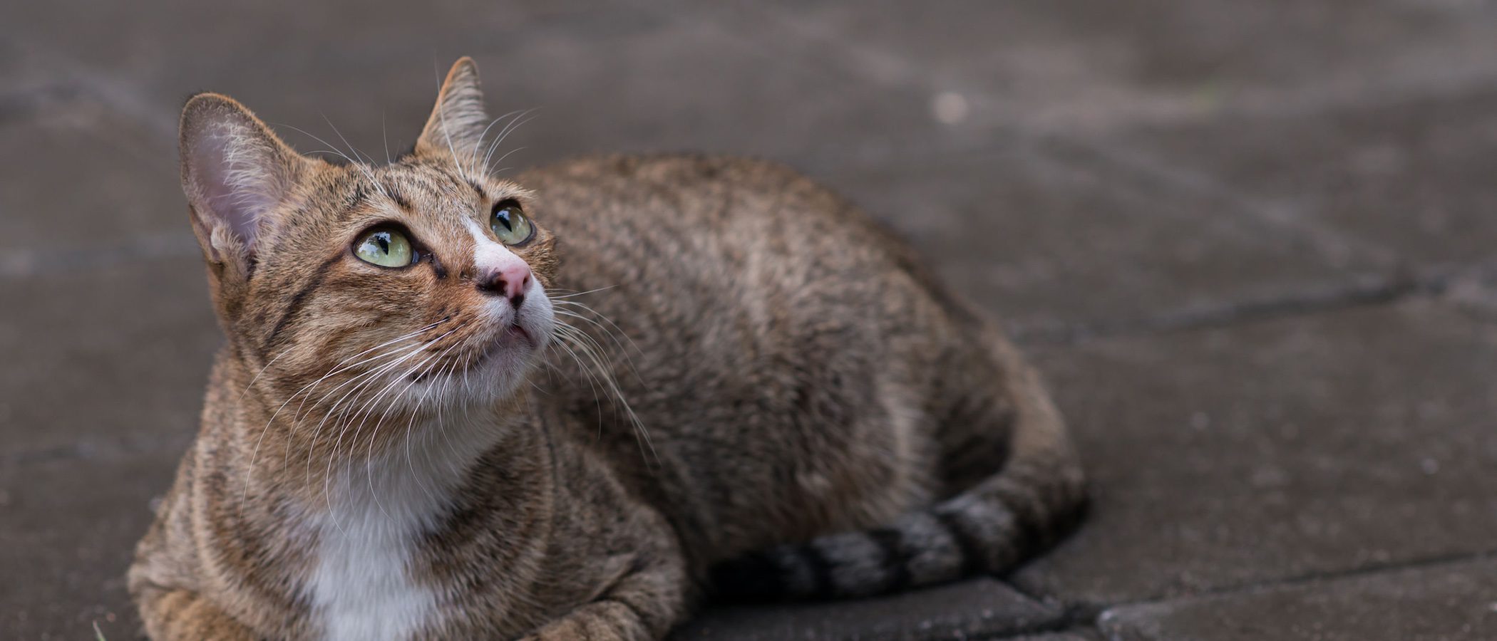 Los gatos vuelven a casa cuando se pierden por otra cosa distinta a la comida