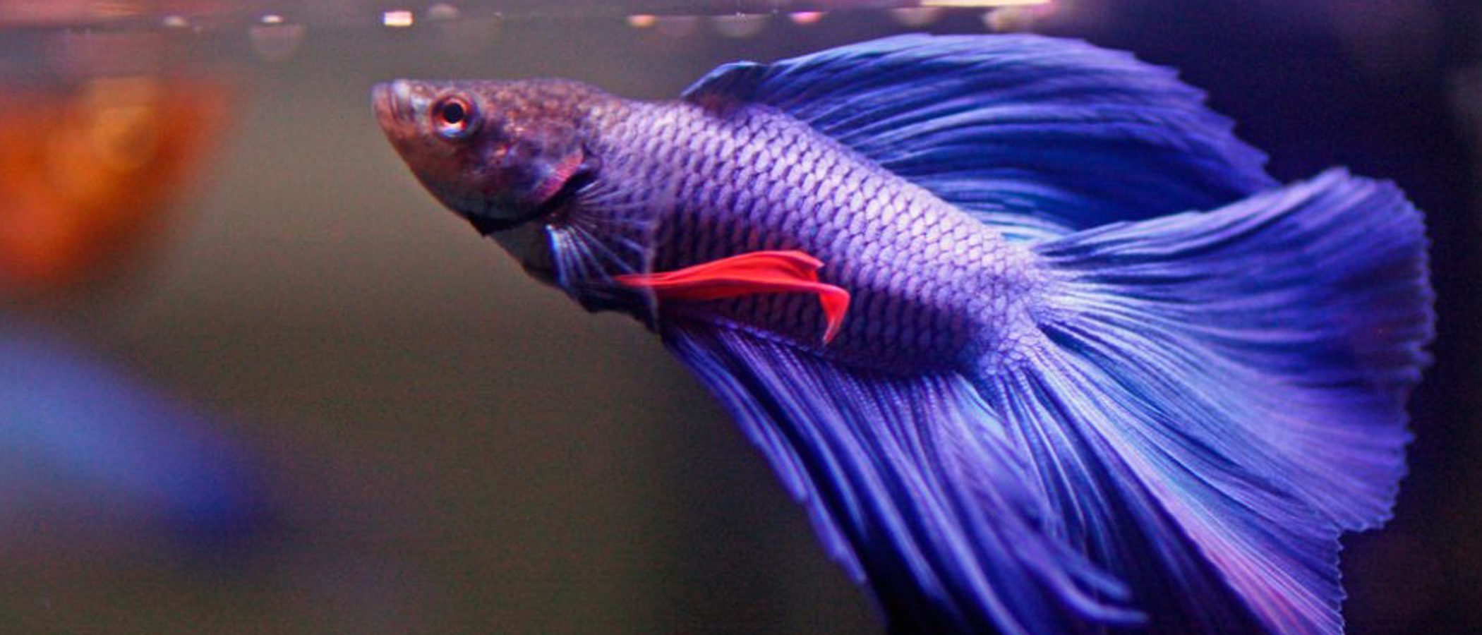 Pez Betta: Todo lo que necesitas saber sobre este laberíntido