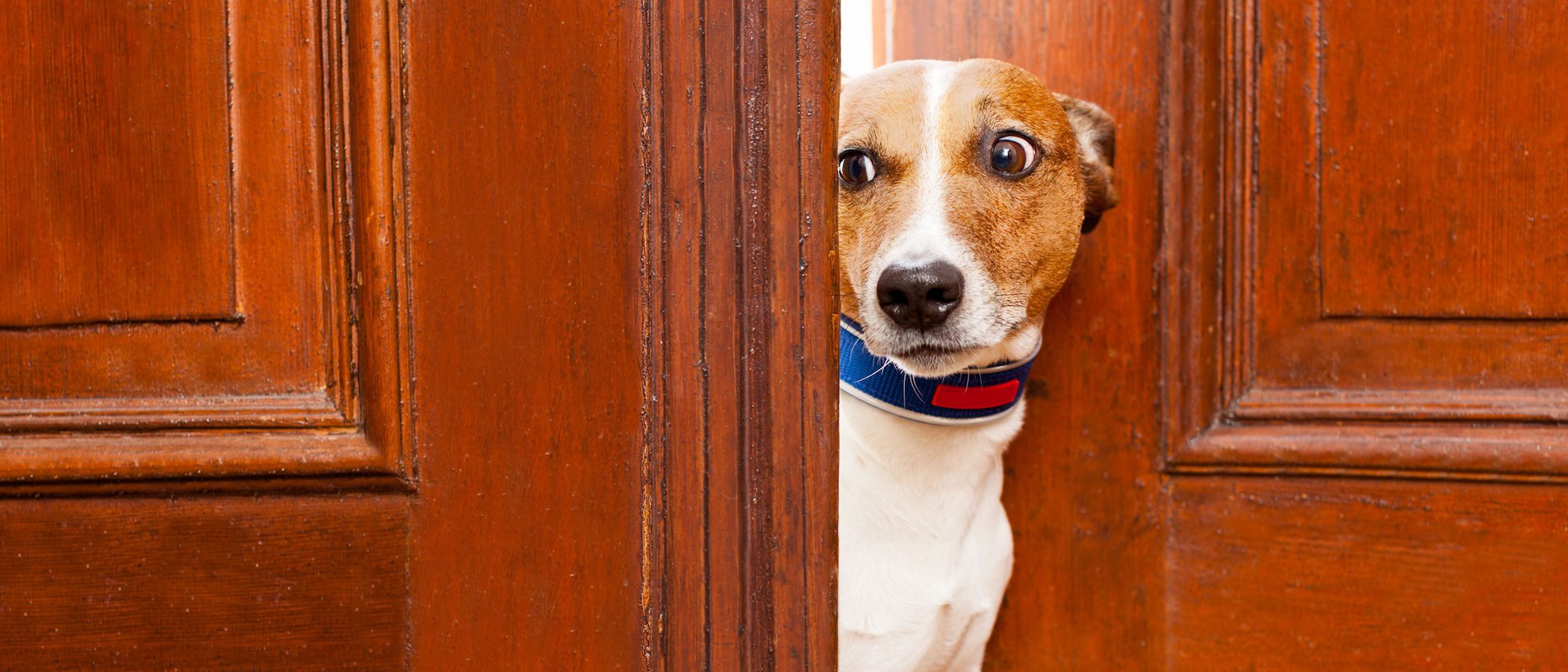 4 cosas a las que tu perro tiene mucho miedo