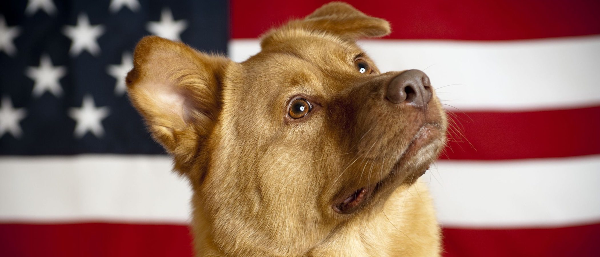 Los perros de los presidentes de Estados Unidos