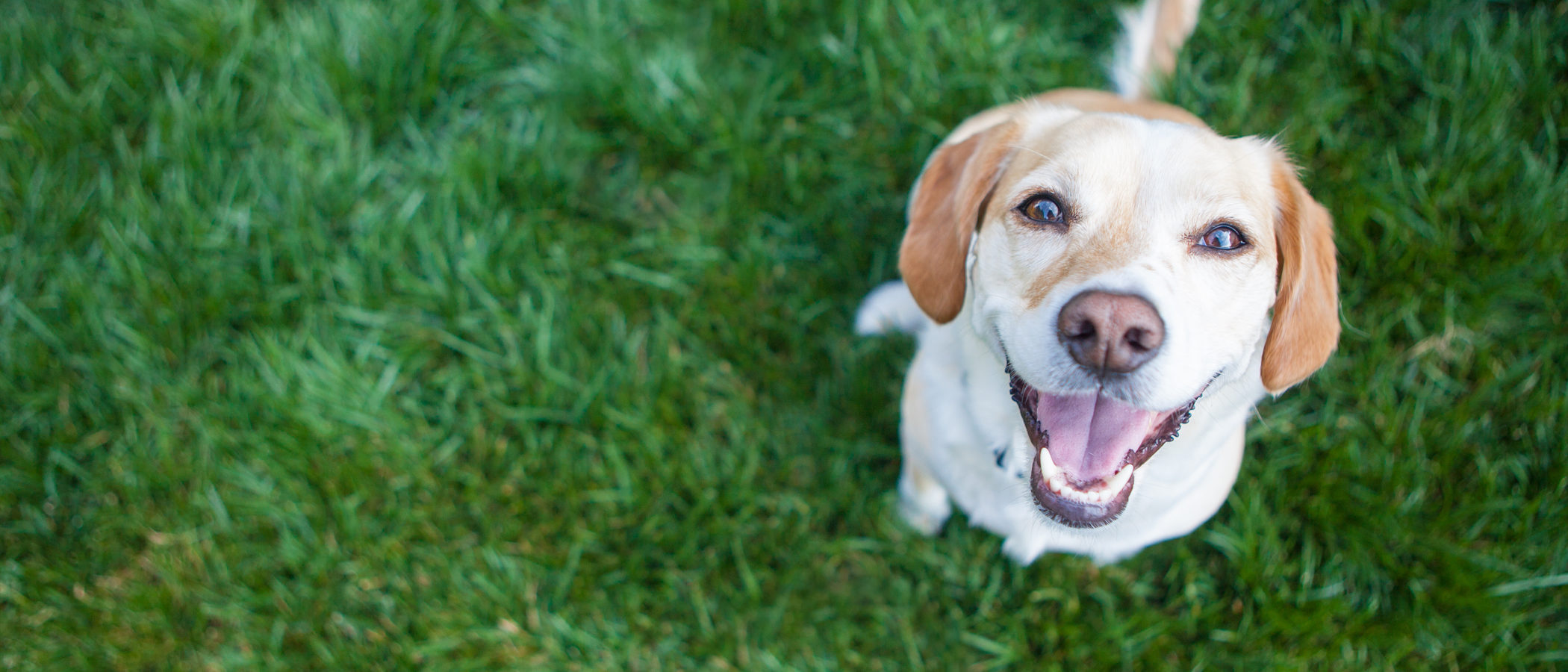 ¿Cómo llamo a mi perro si es hembra?