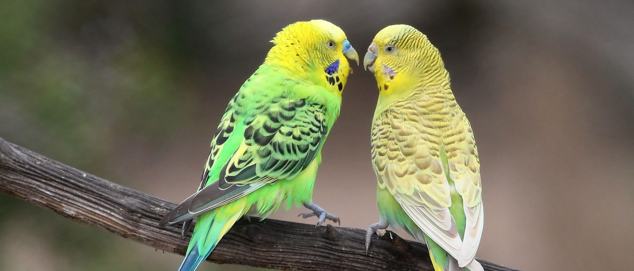 Periquito papillero: Conoce todo sobre este pájaro