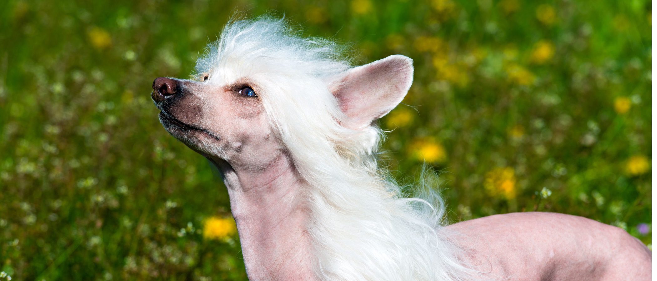 Crestado chino: el perro más feo del mundo