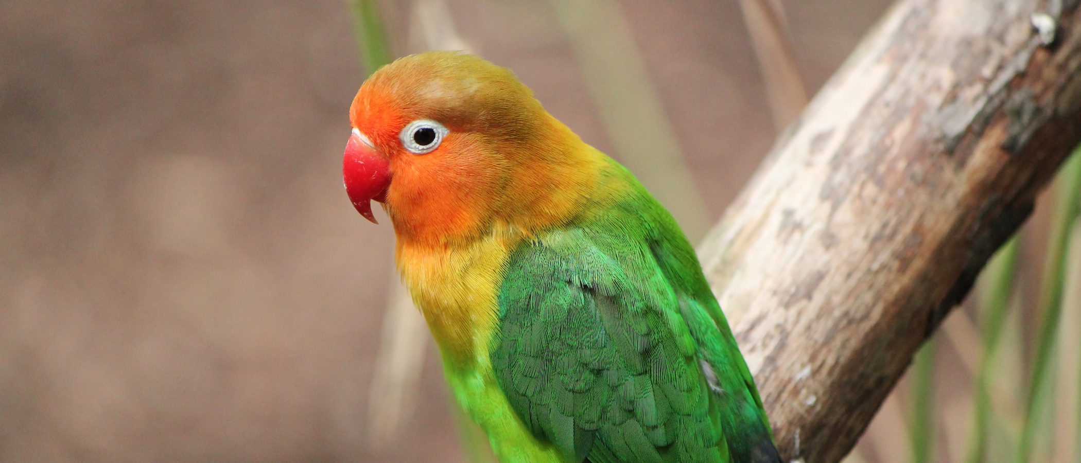 Agapornis: 10 curiosidades sobre este pequeño lorito