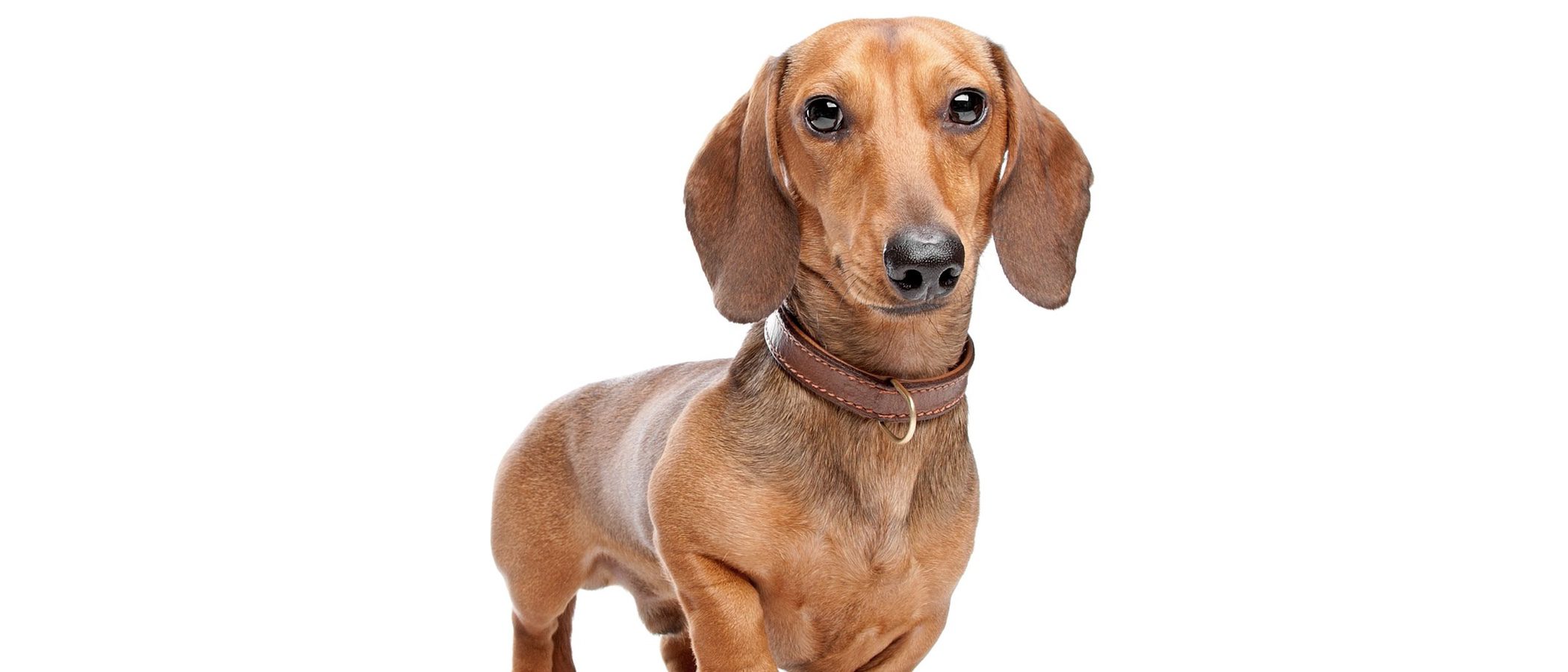 Teckel: Razas de perro