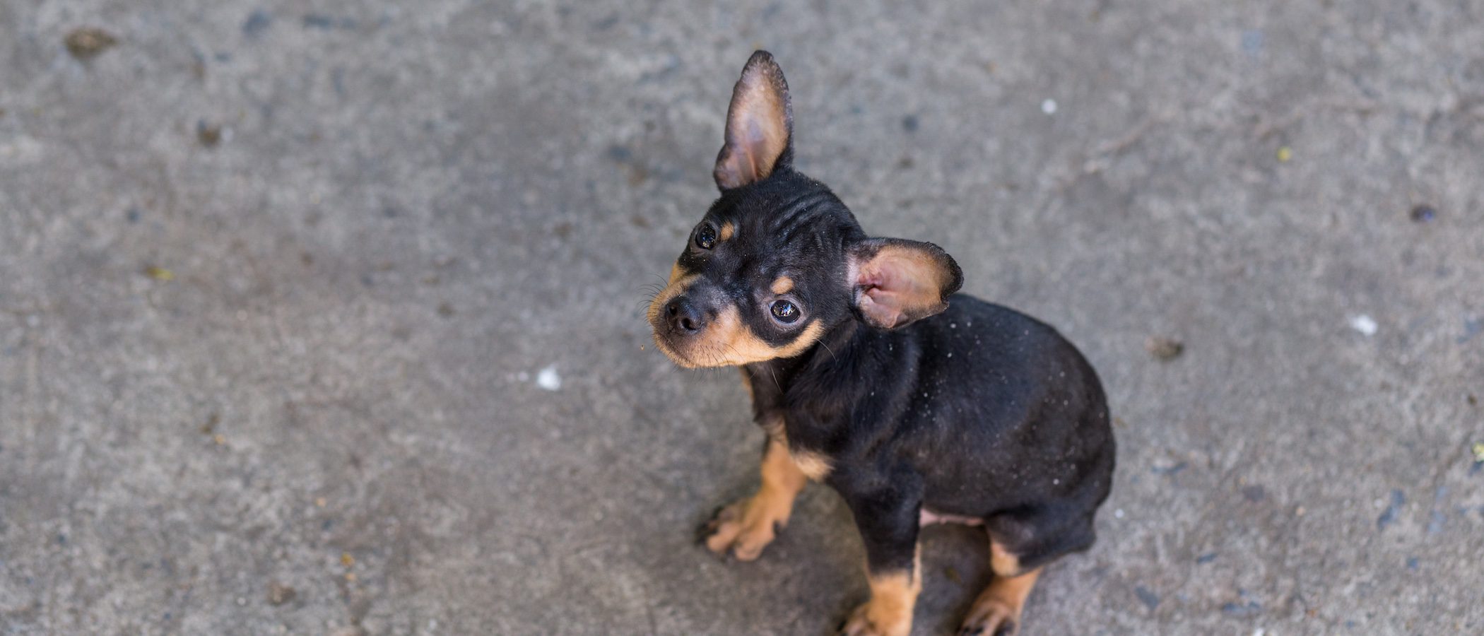 Doberman enano: Conoce todo sobre este perro
