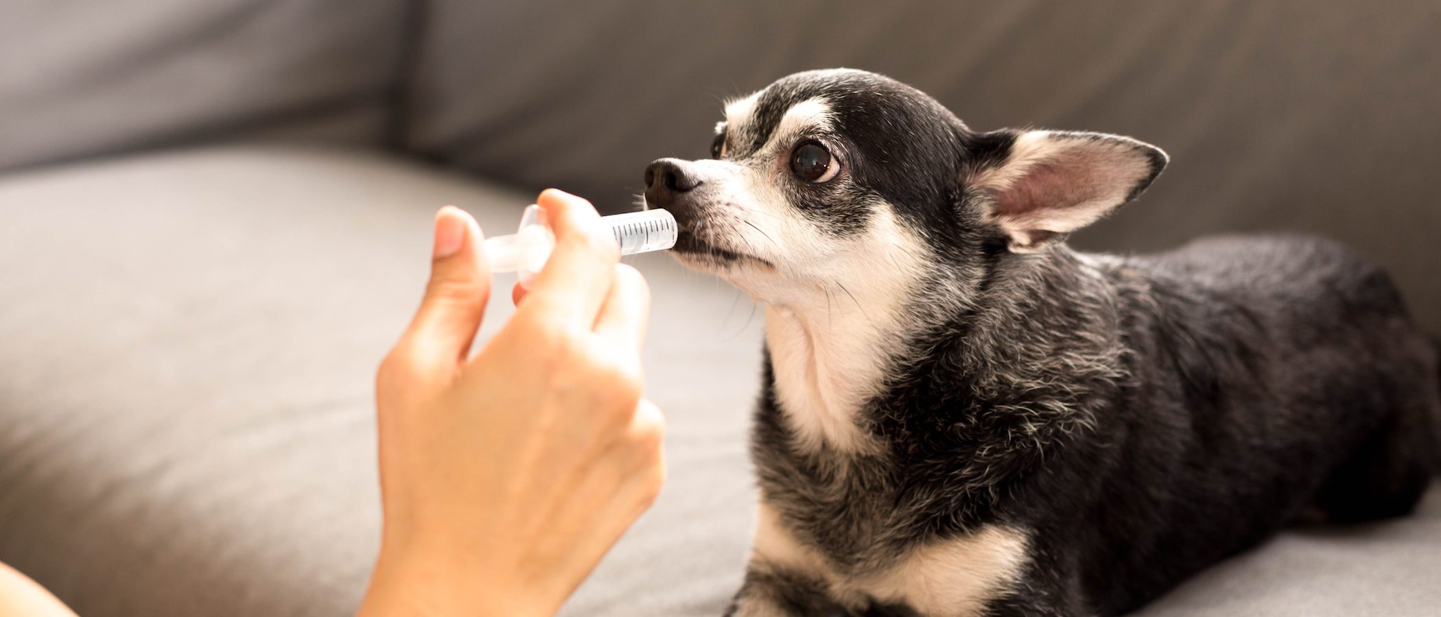 Dalsy para perros: Cómo usarlo en tu mascota