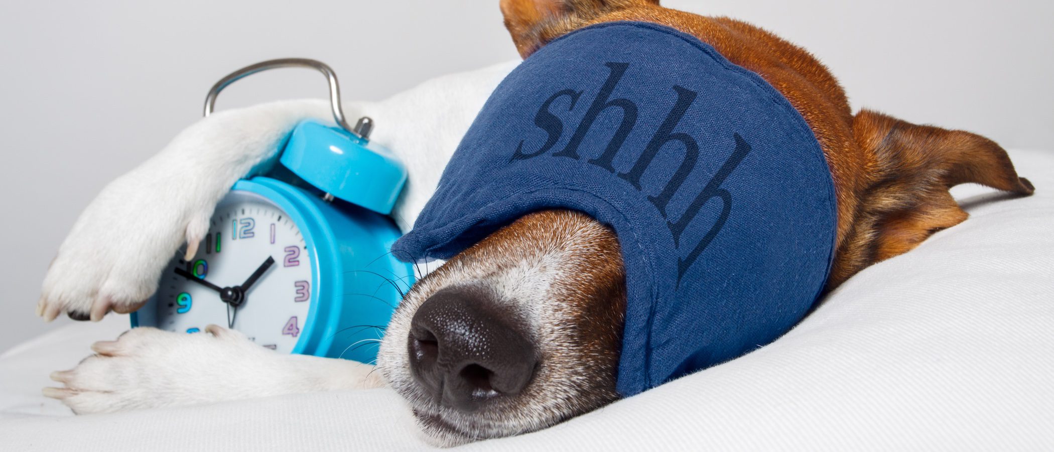 Los perros saben la hora que es por su olfato