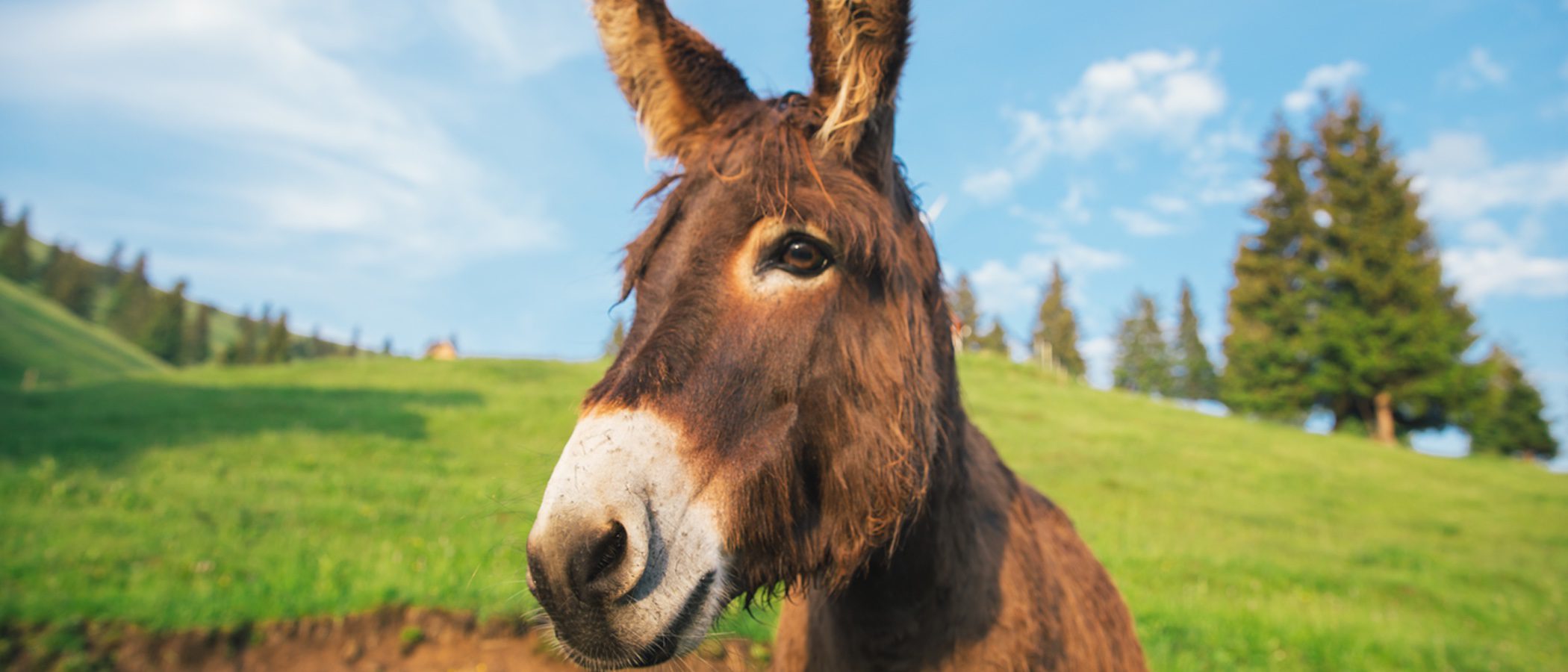 Burro o asno: características principales
