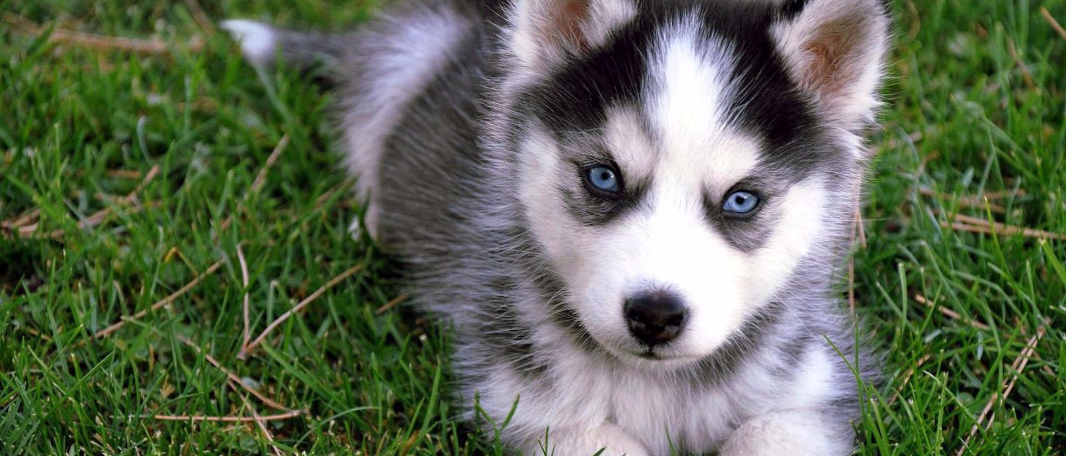 Pomsky: Razas de perro