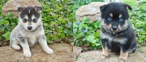 8 nuevas razas de perros que te van a impresionar