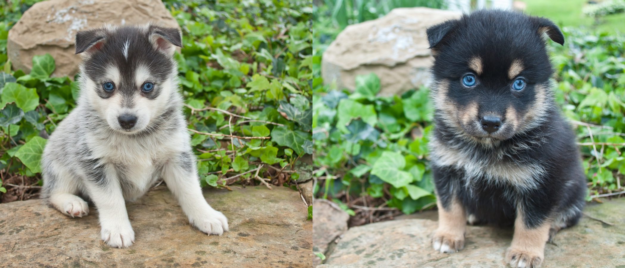 8 nuevas razas de perros que te van a impresionar