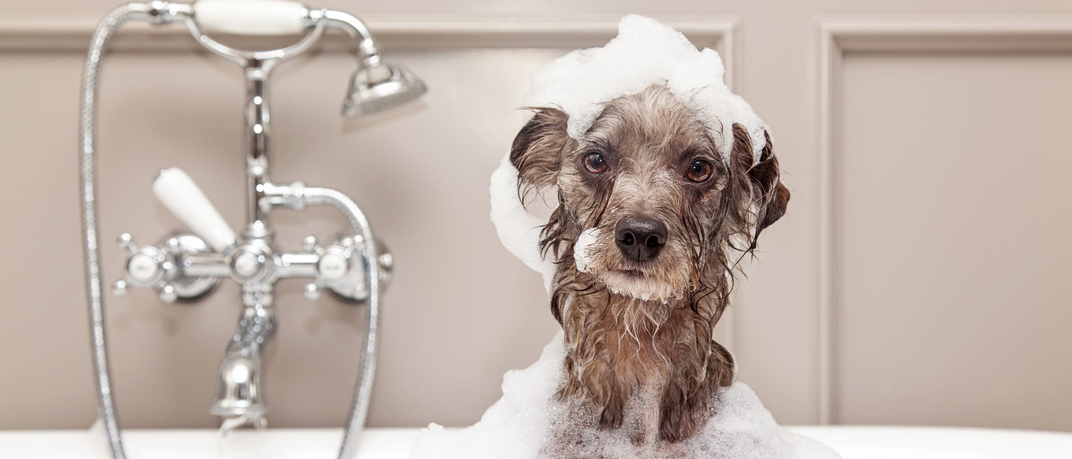 9 mitos sobre el baño de los perros