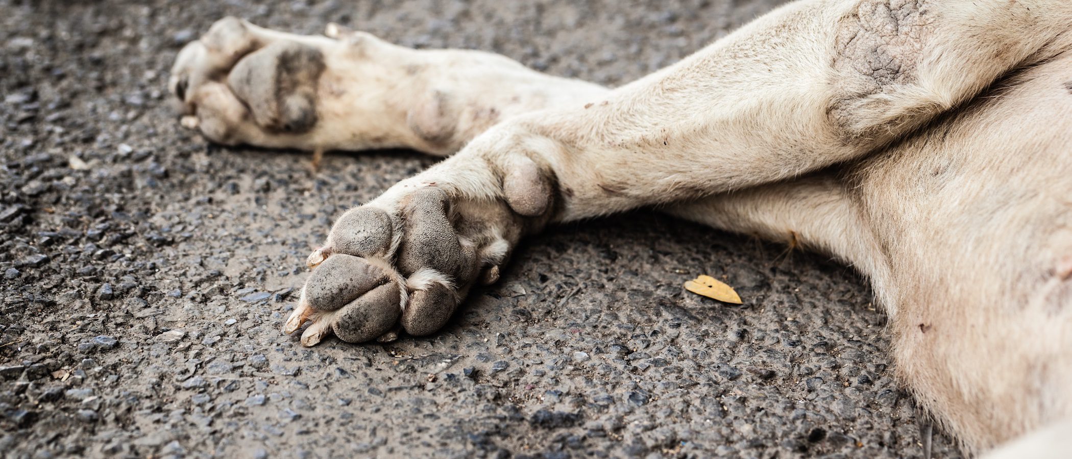 ¿Dónde entierro a mi perro?