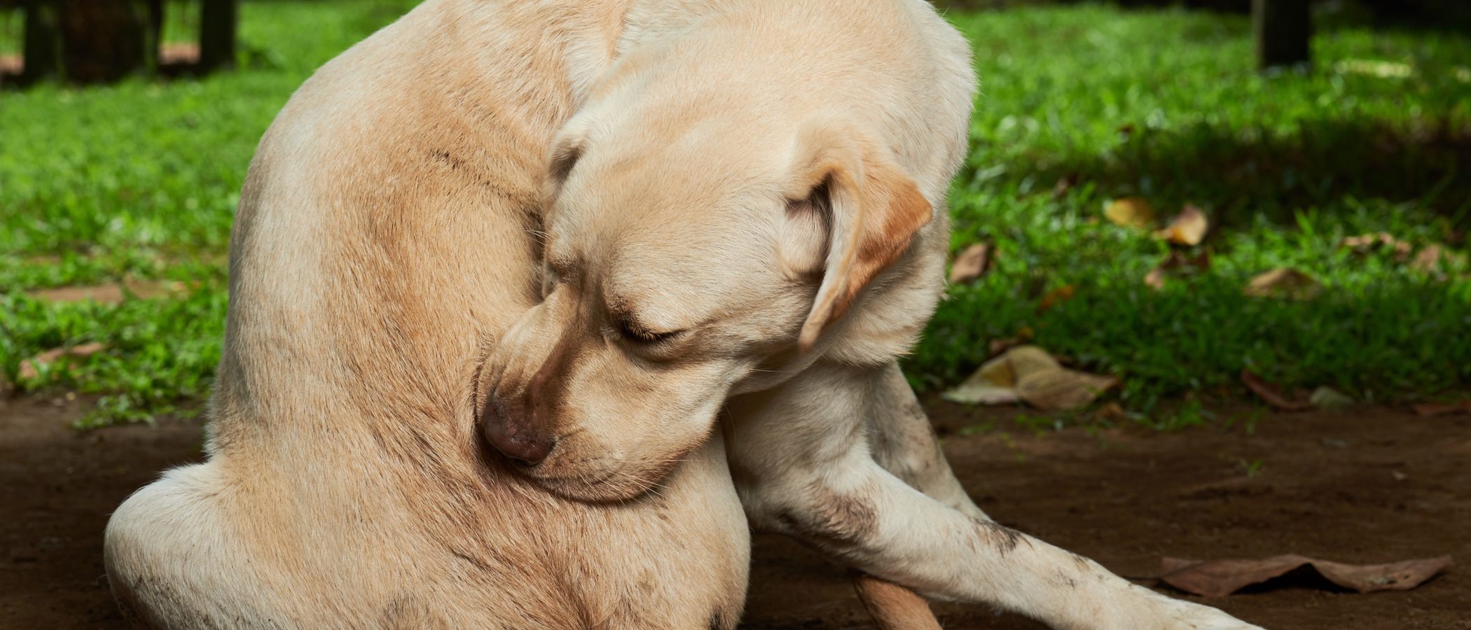Ehrilquiosiois canina: Qué es