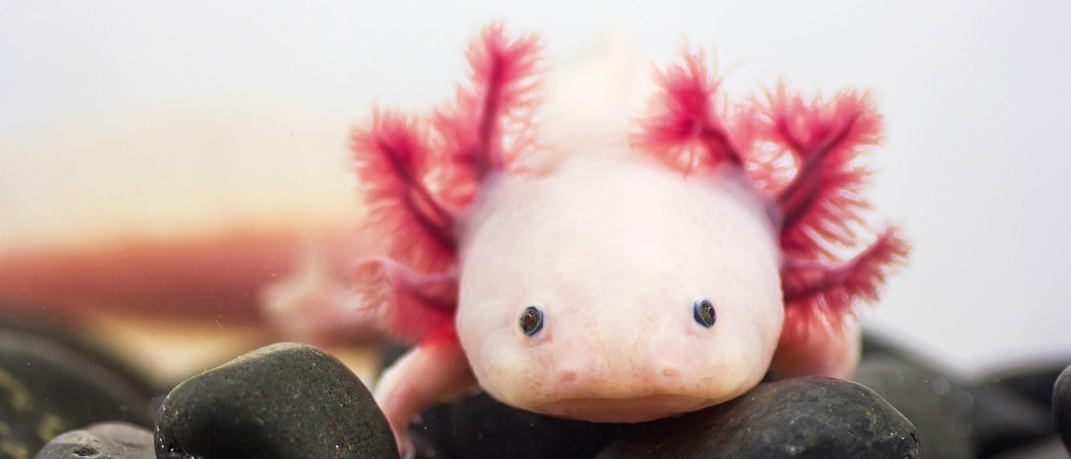 El ajolote, ¿una mascota de acuario?