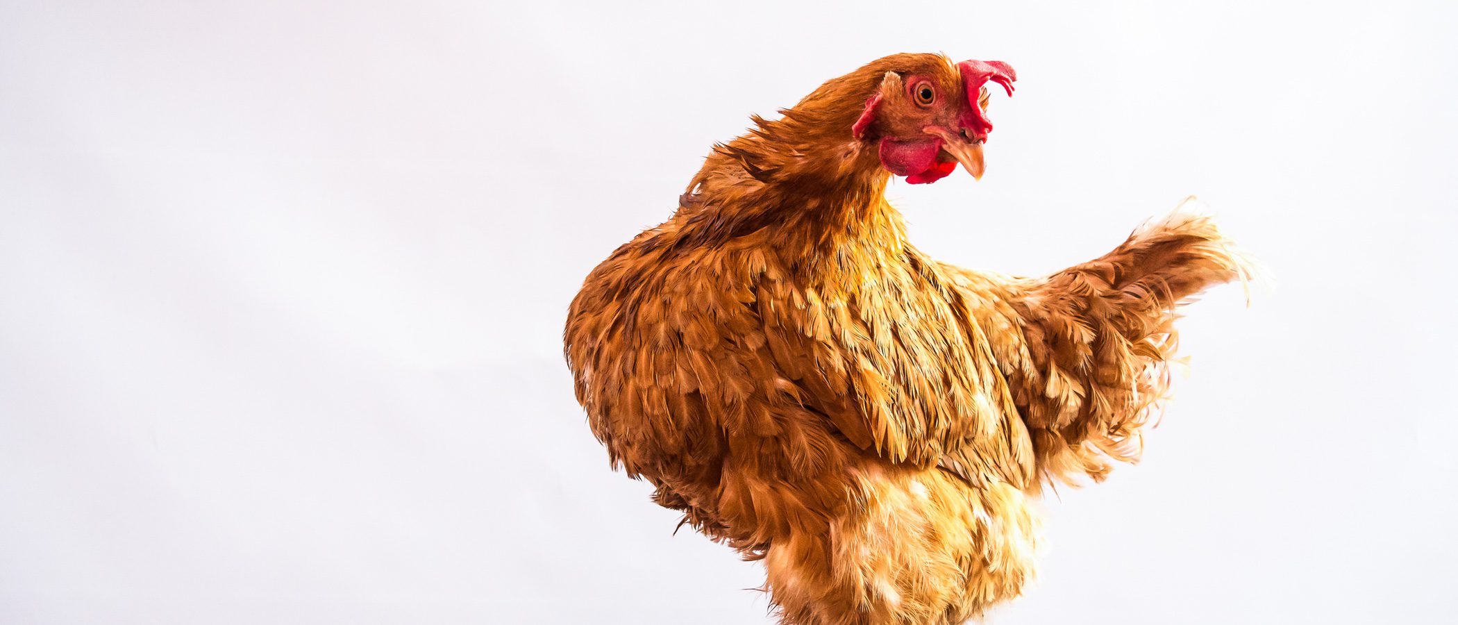 Gallinas andaluzas
