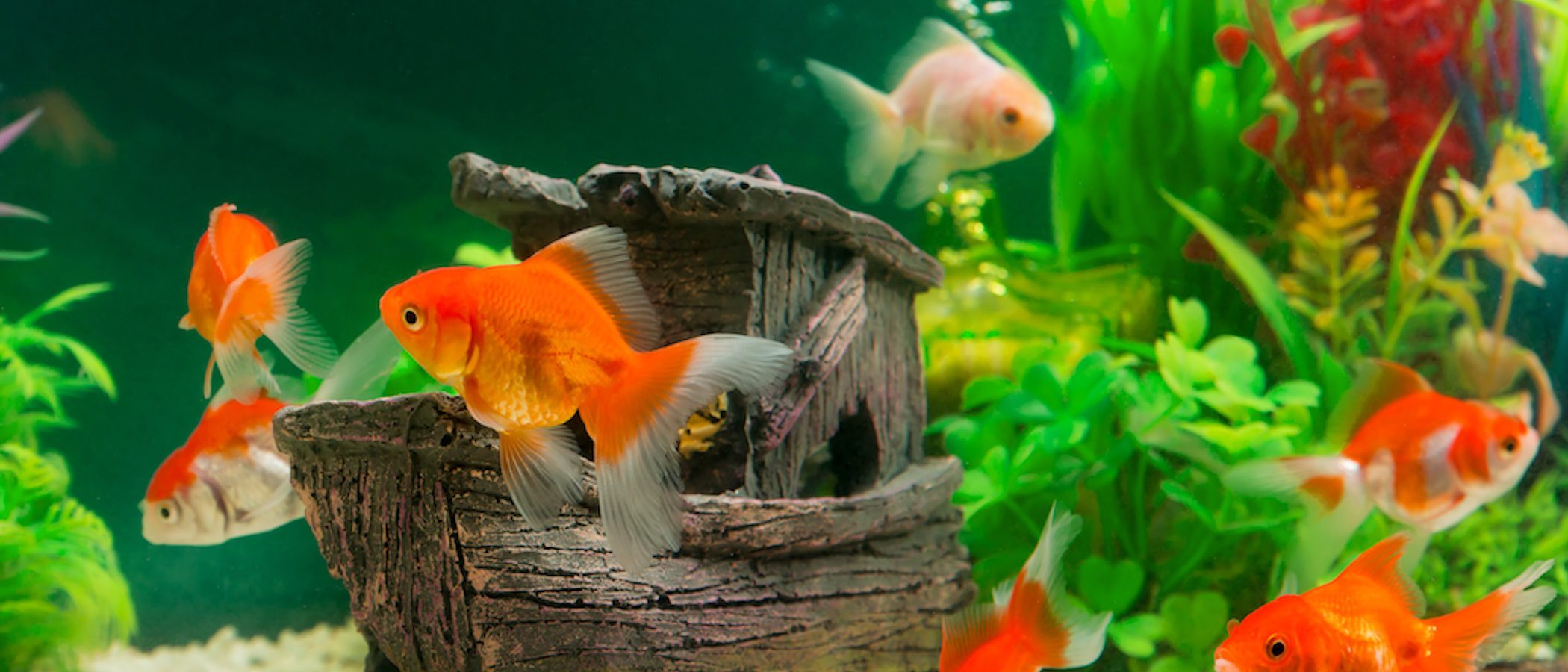 ¿Cuáles son los peces adecuados para principiantes?