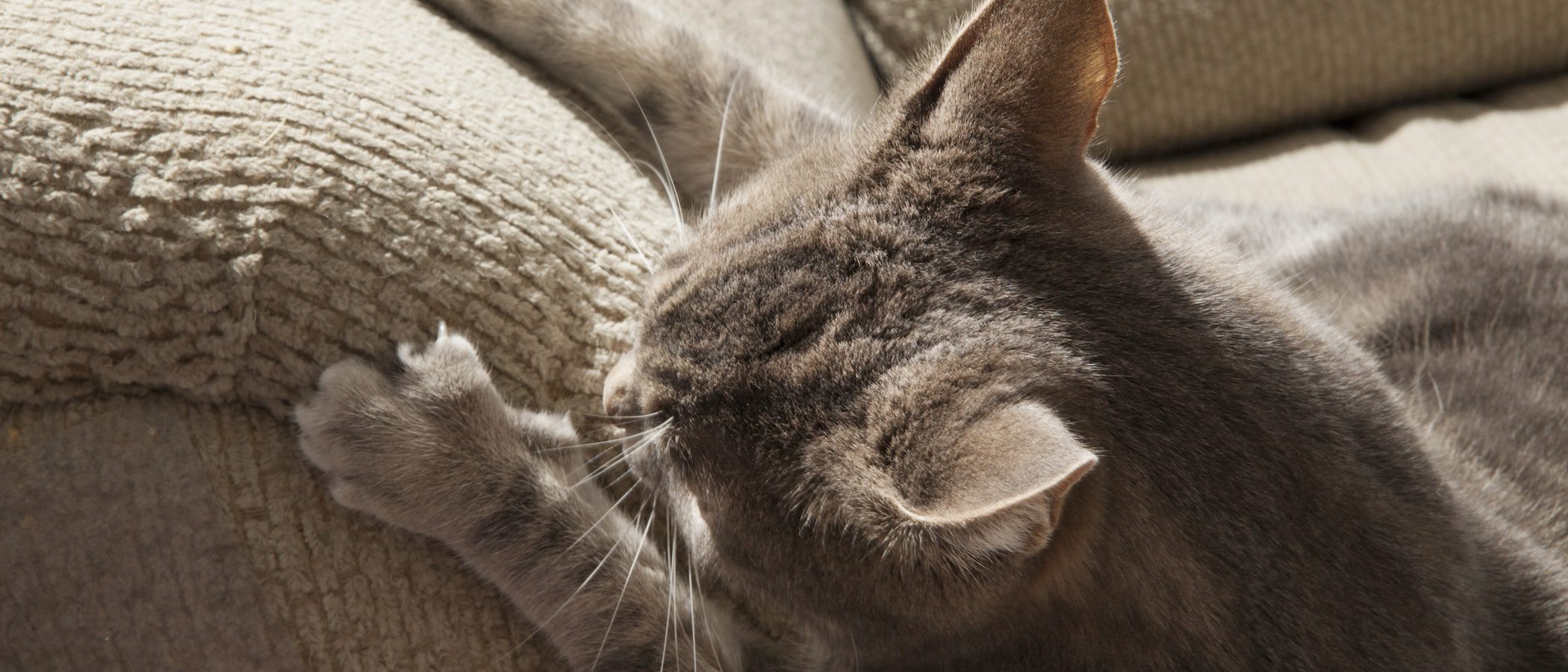 ¿Por qué mi gato araña el sofá?