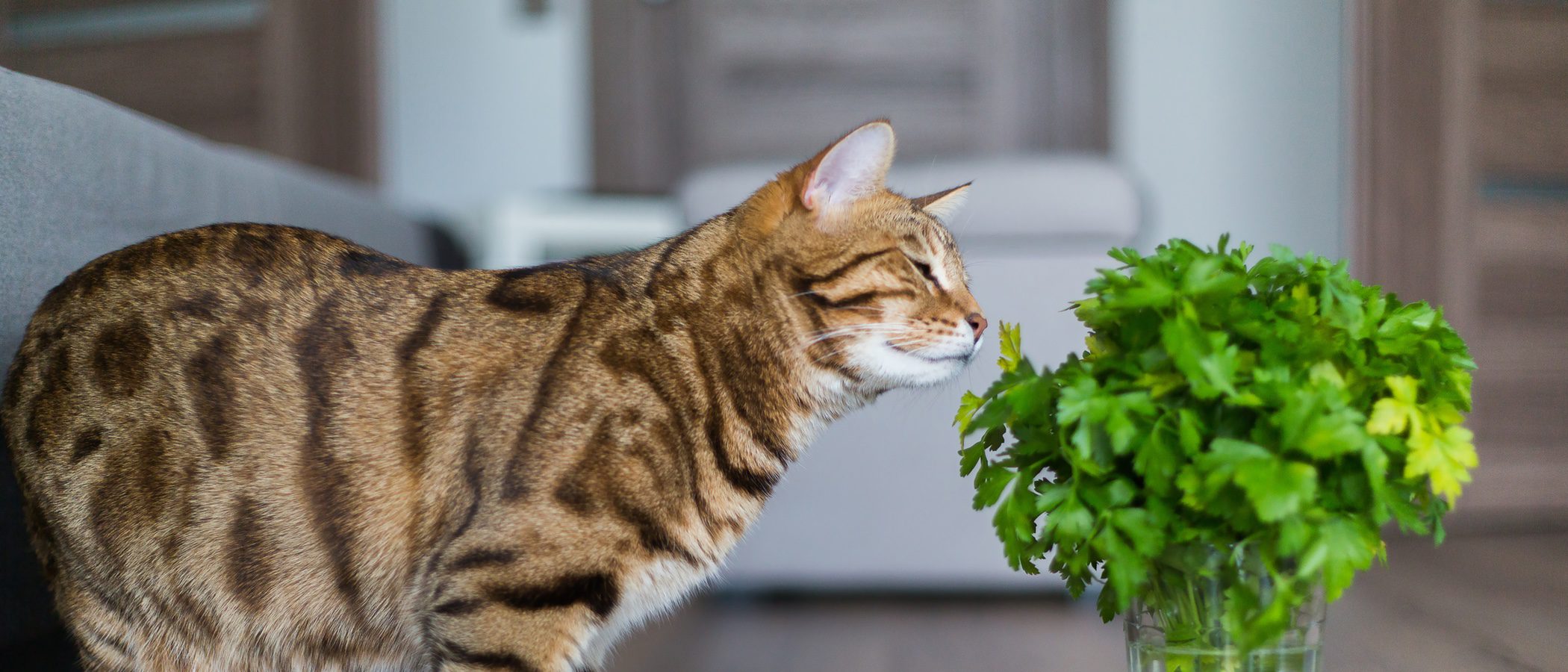 Plantas tóxicas para mascotas