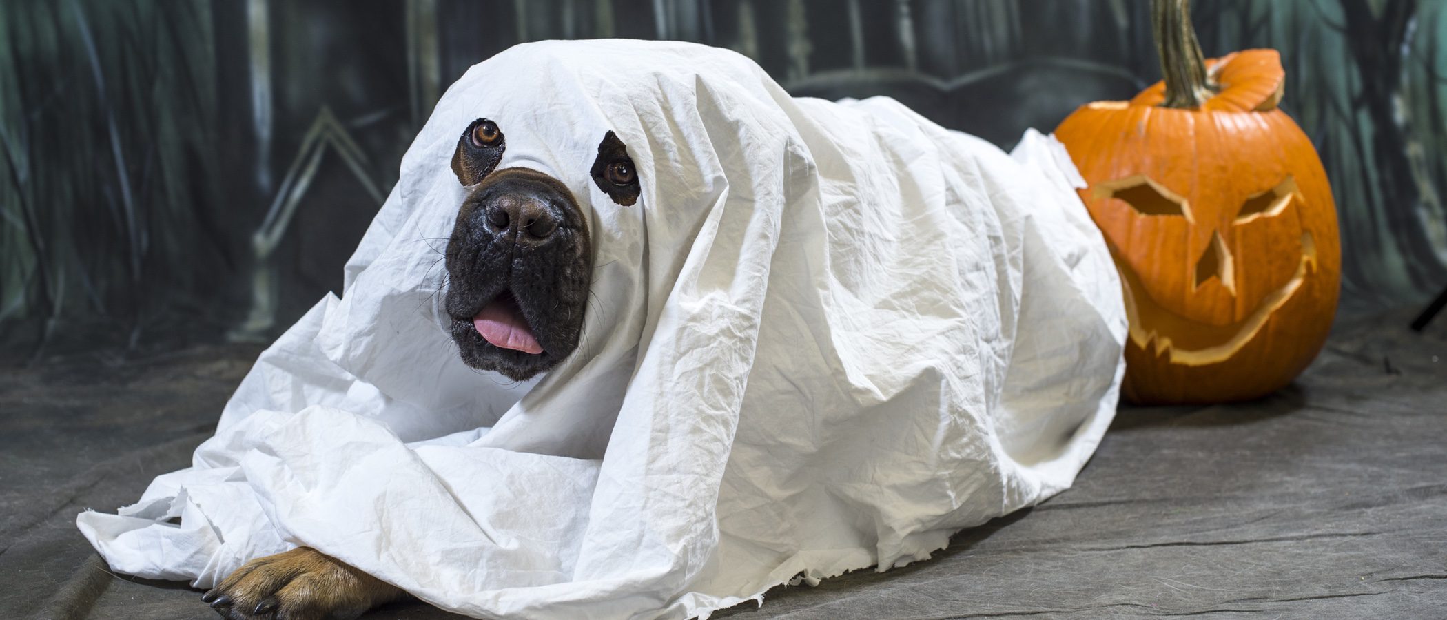 ¡5 disfraces de Halloween muy divertidos para tu mascota!