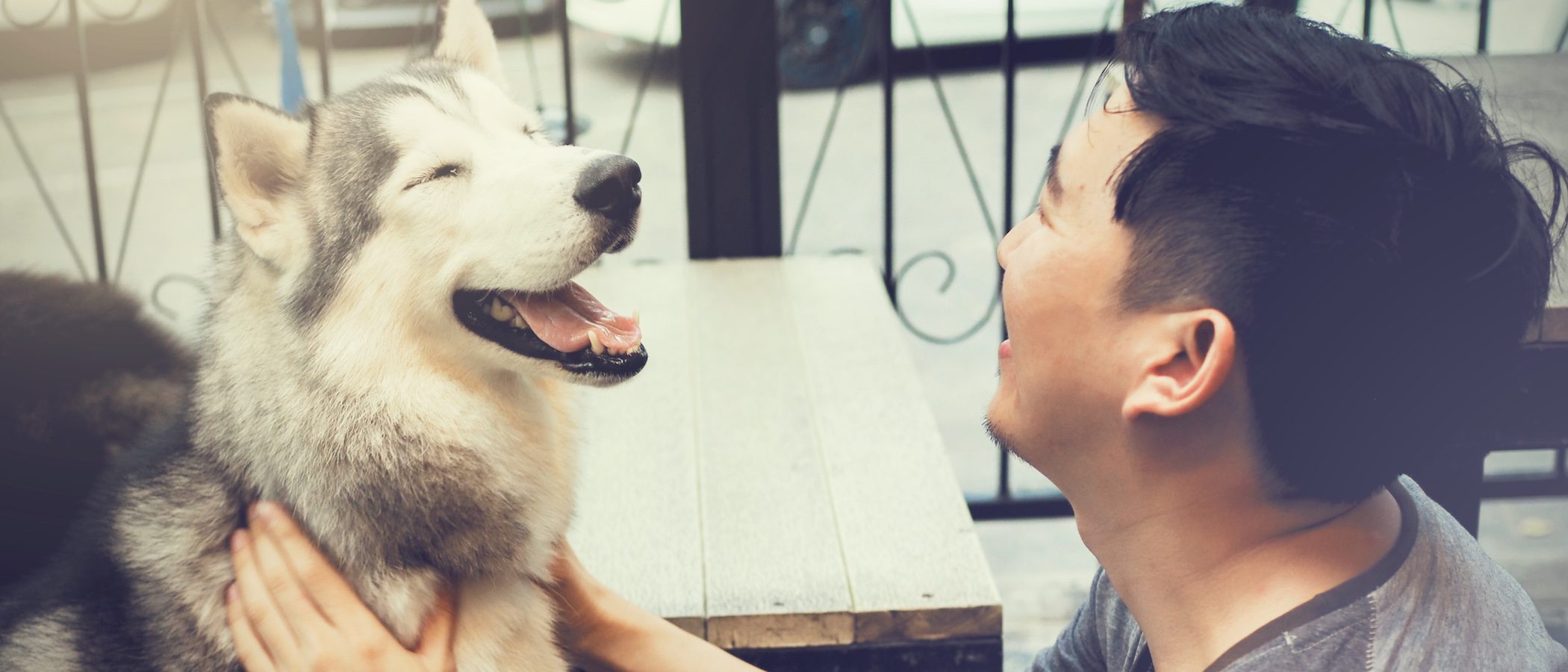¿Cómo cuidar a un perro o a un gato ciego?