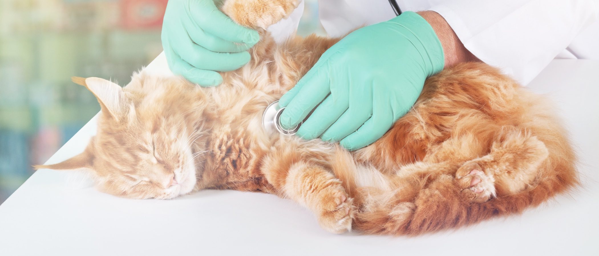 Cómo saber si tu gato se está muriendo