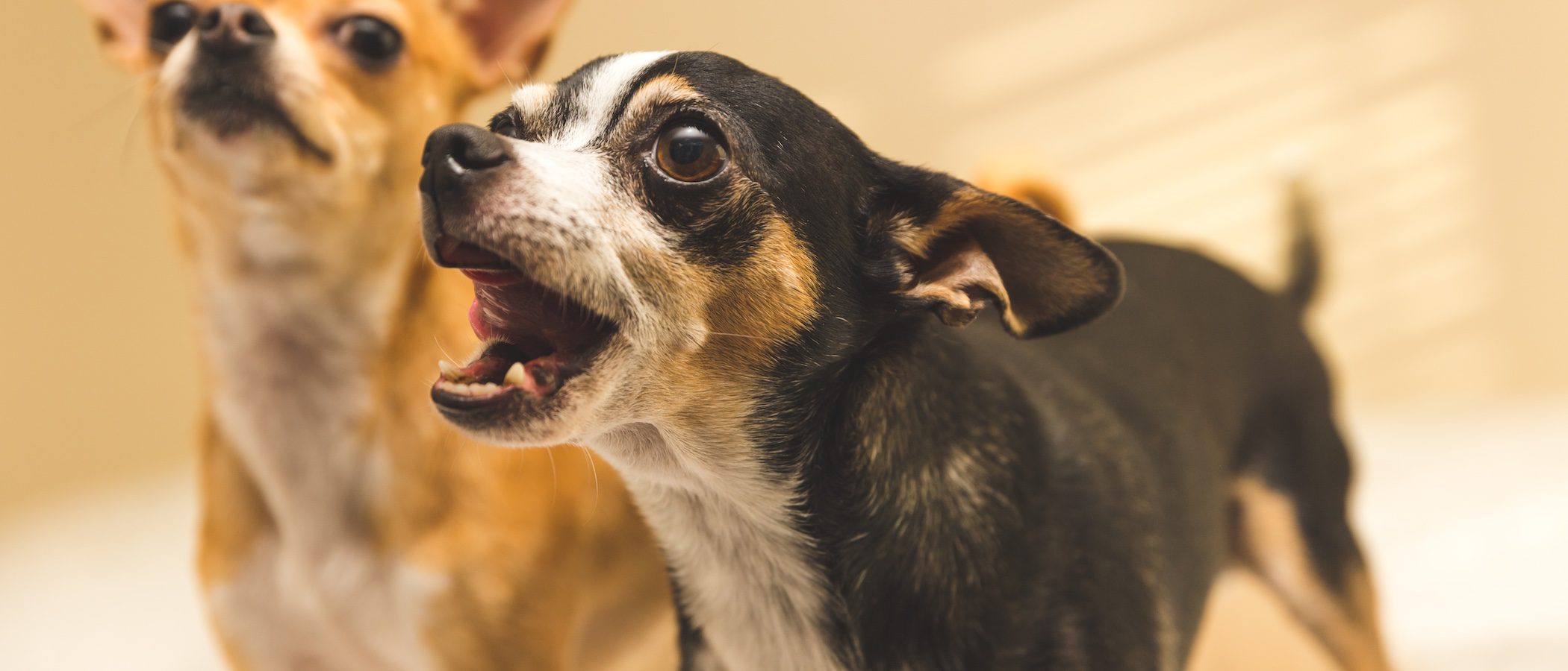 10 consejos para evitar que tu perro ladre