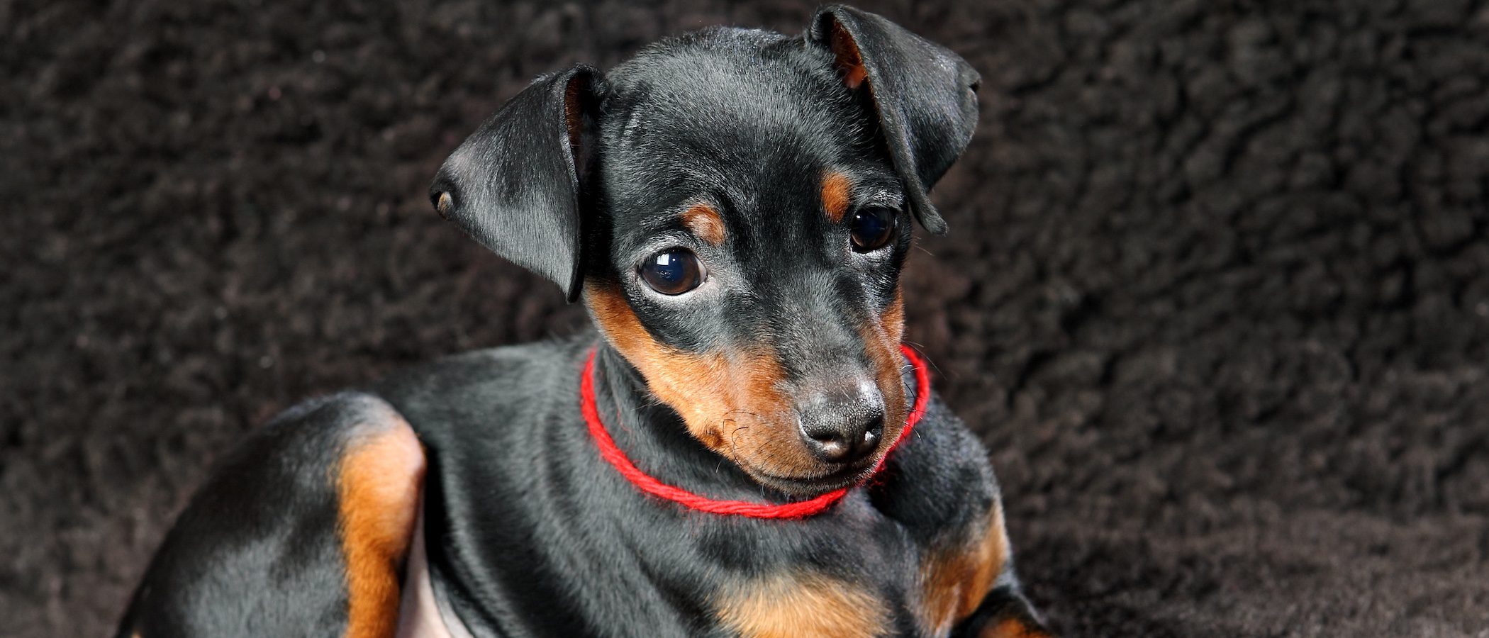Doberman cachorro: Todo lo que necesitas saber