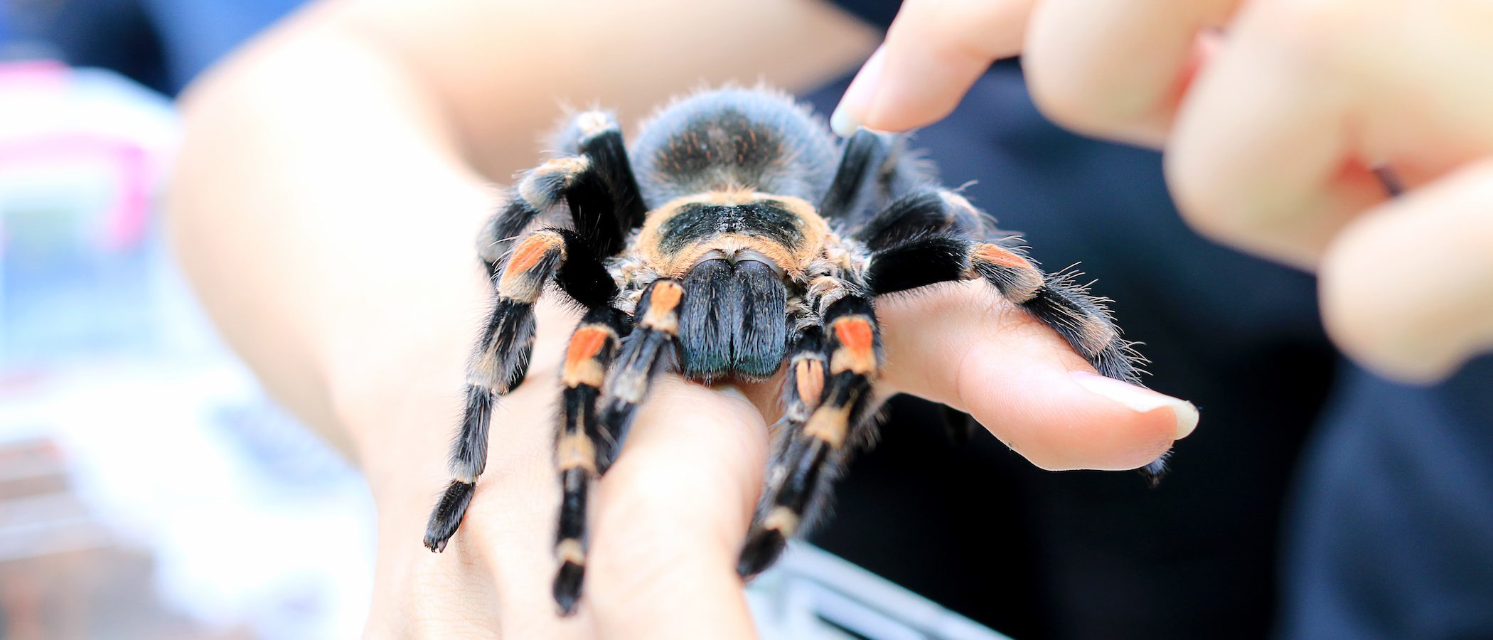 La tarántula como mascota