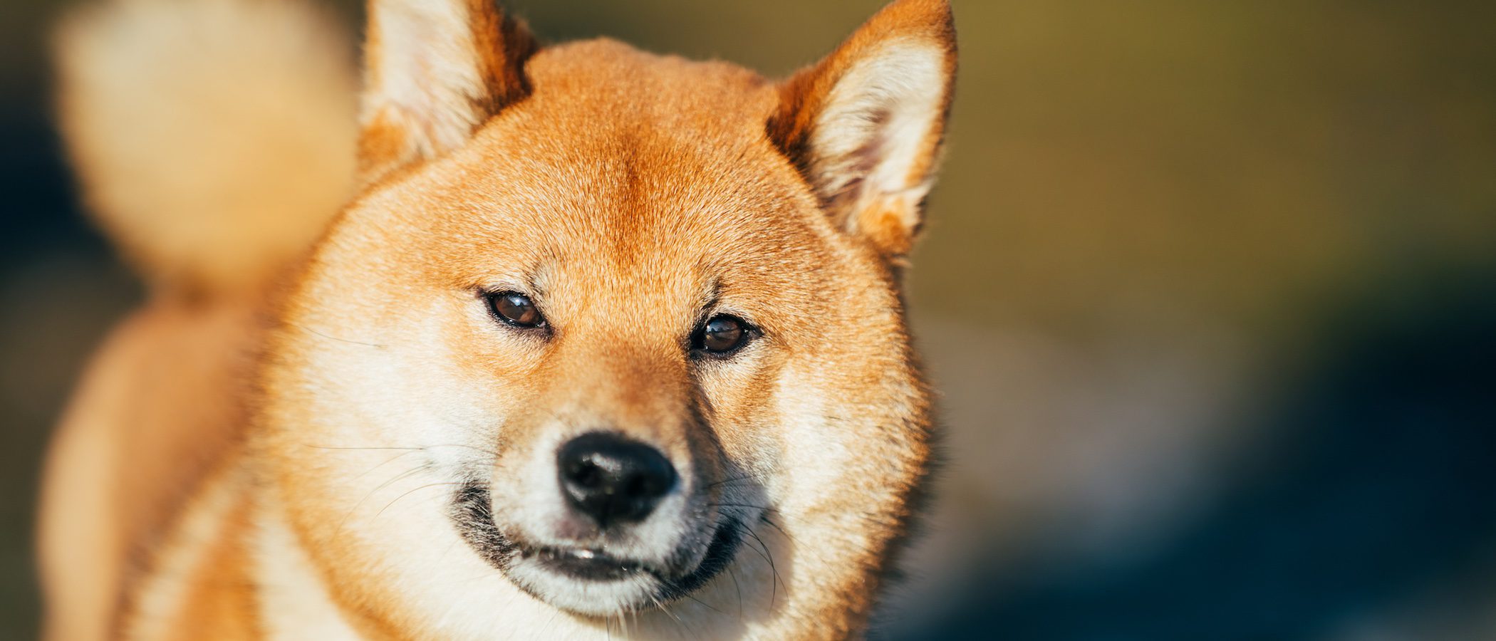 Clasificación de razas de perro por continentes: Asia