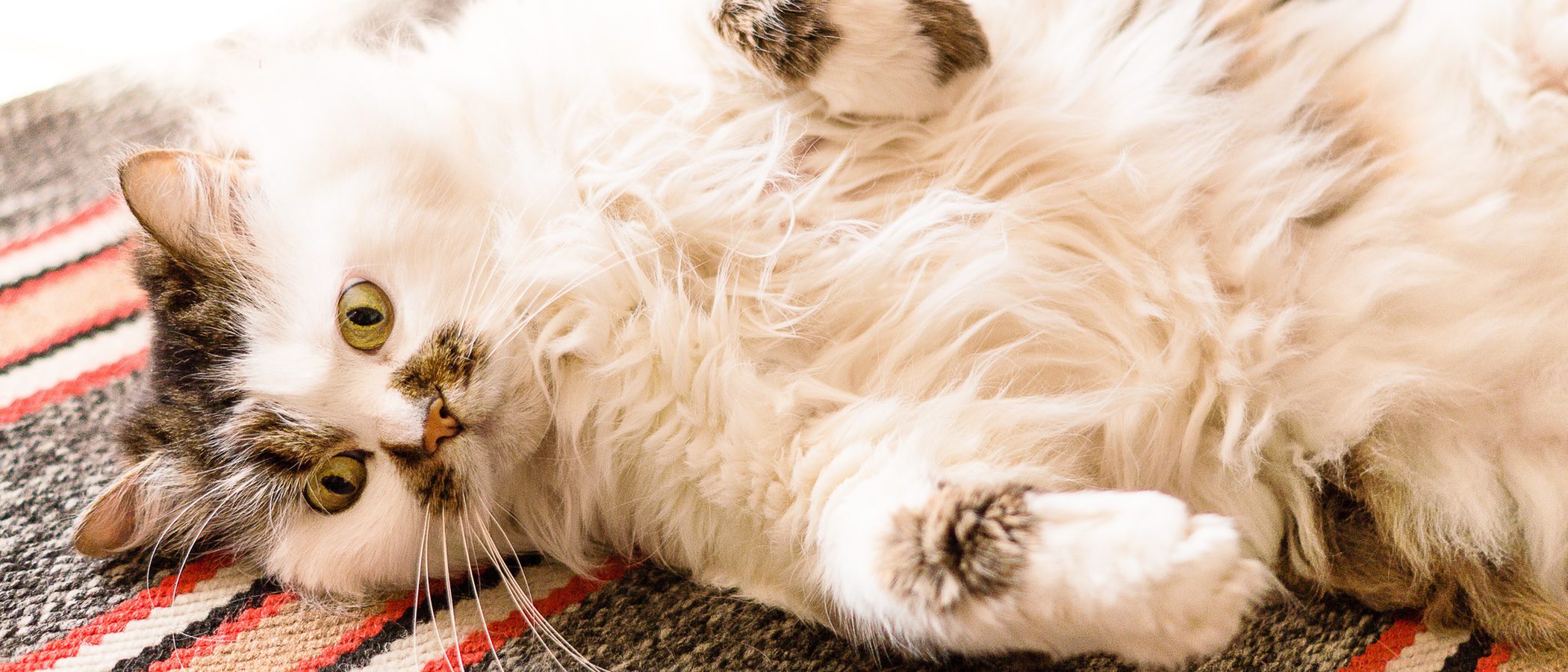 Cómo cuidar a un gato mayor