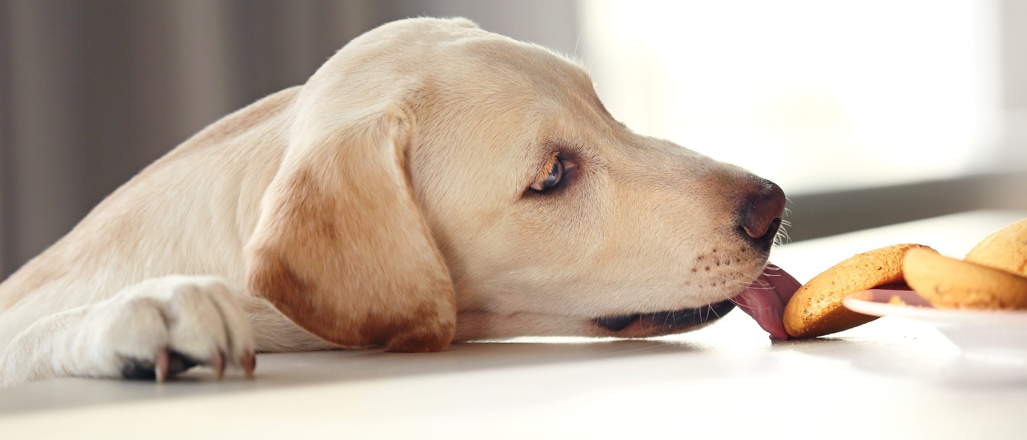 Cómo hacer galletas para perros en el microondas